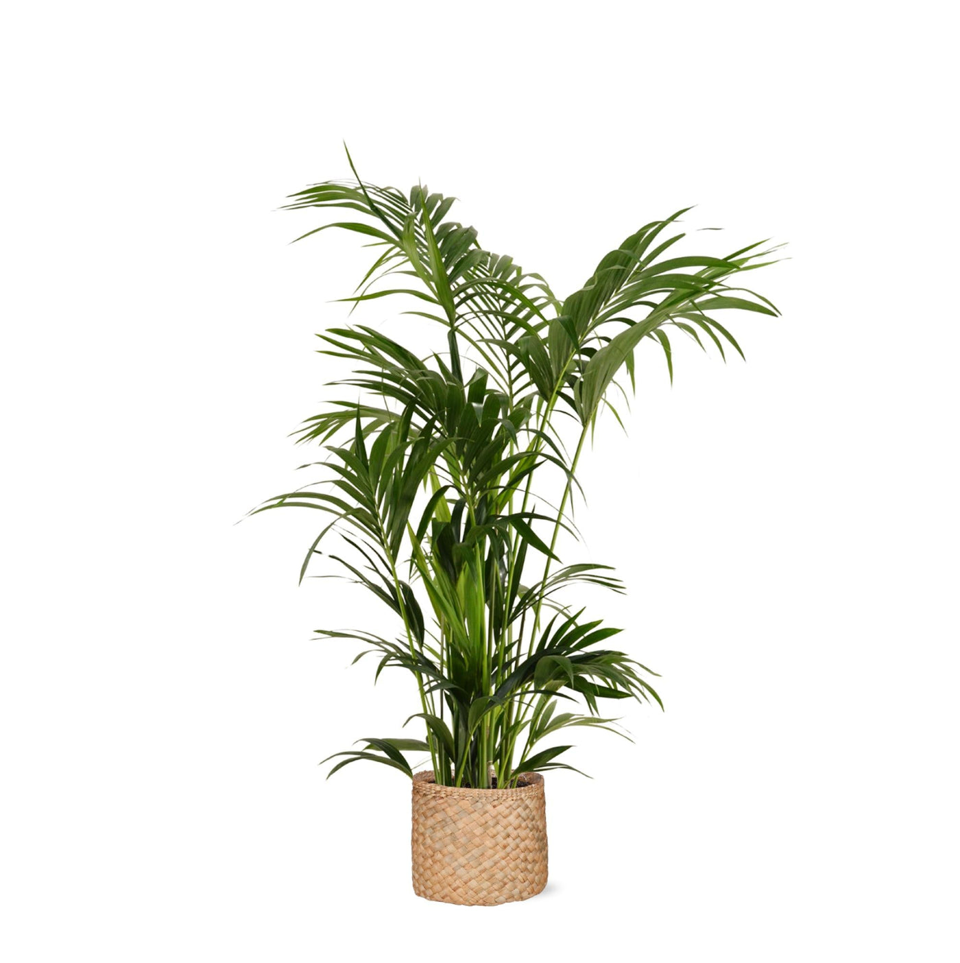 Kentia-Palme Ø27 cm ↕160 cm im Albury NATURAL-Korb