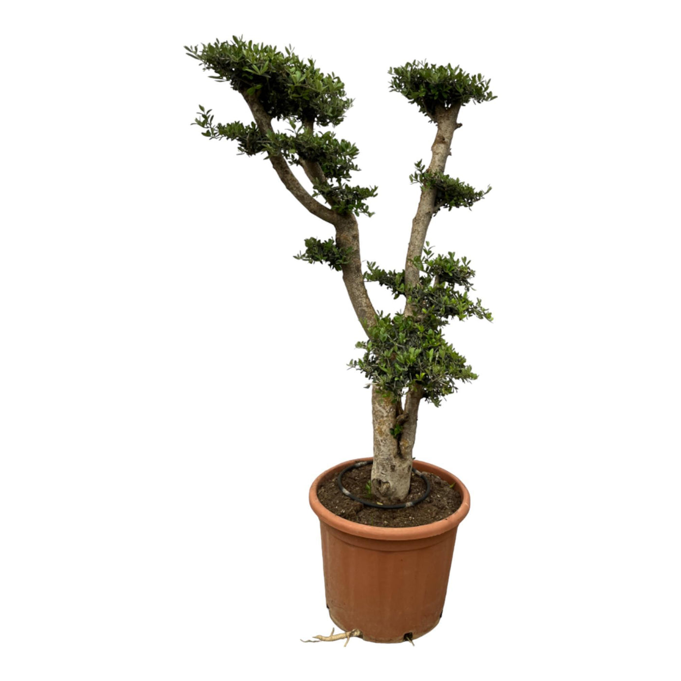 Olea Pon Pon - 180 cm - Ø55cm - Olivenbaum