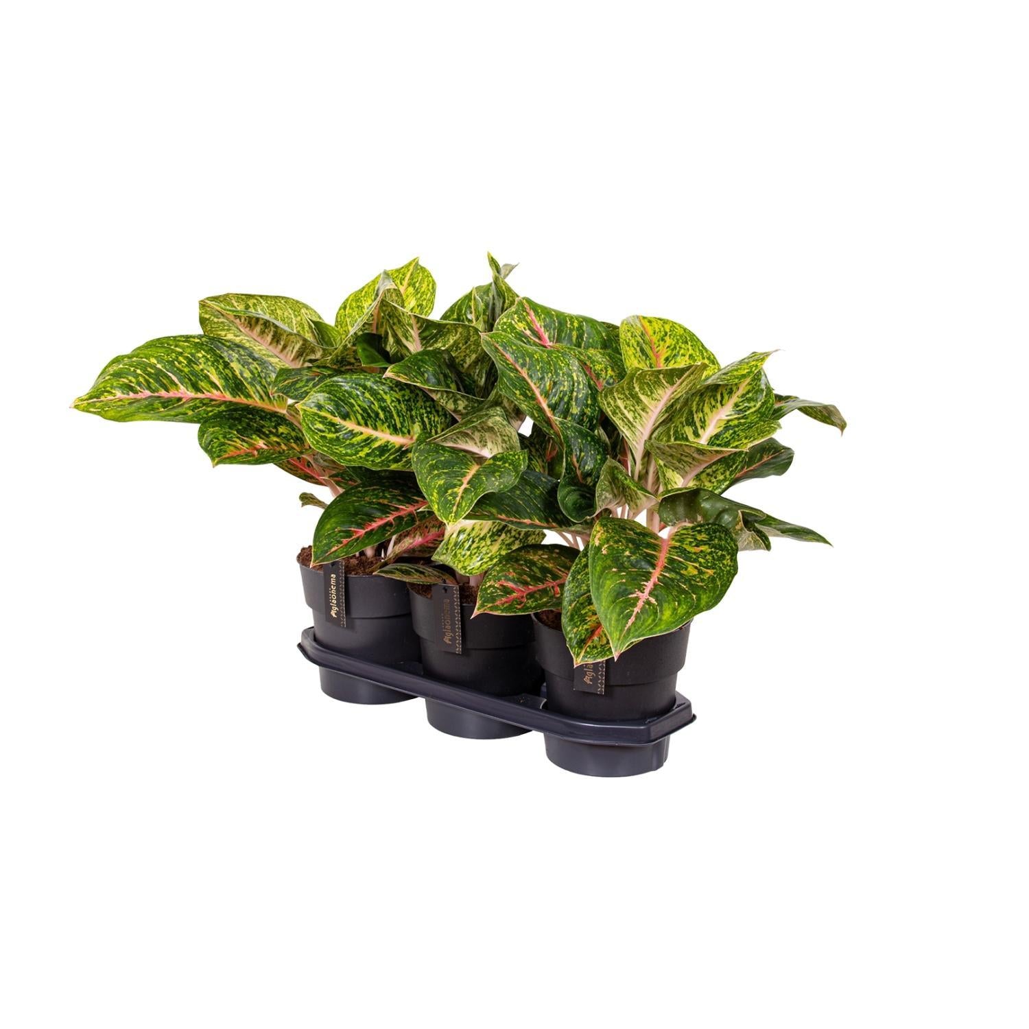 Aglaonema Frühlingsrot - Ø19cm - ↕60cm