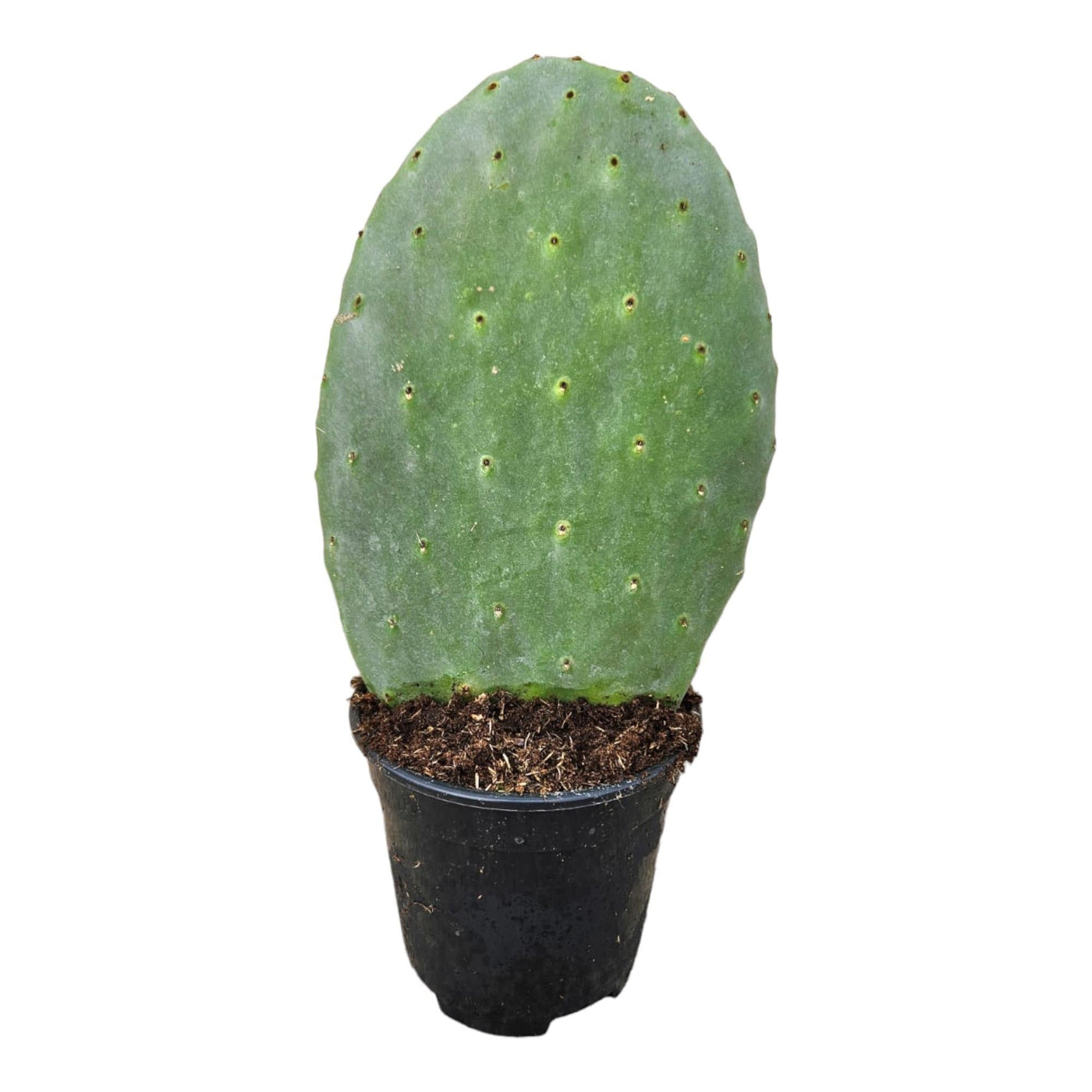 Opuntia-Kaktus – 40 cm – Ø17 cm