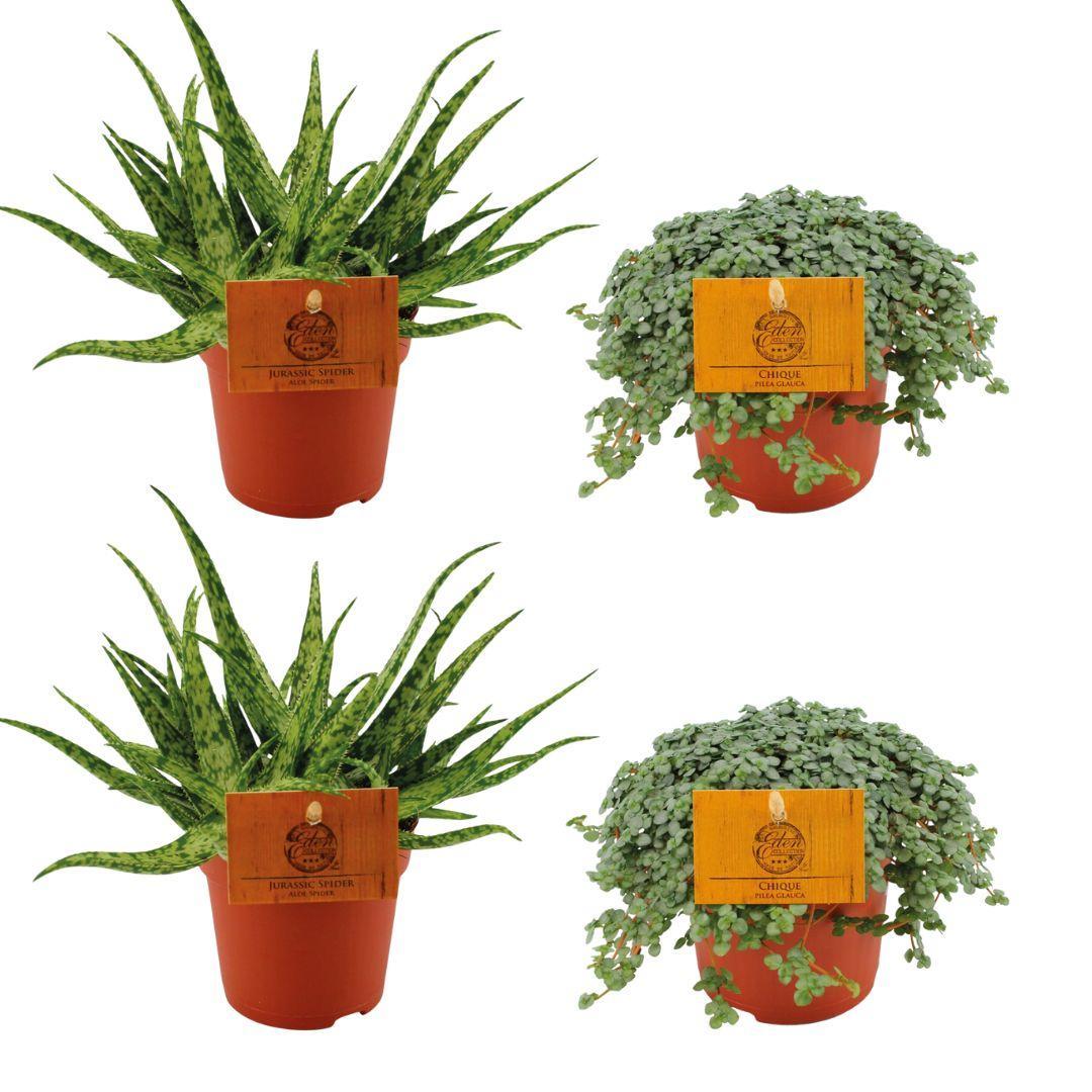 2x Aloe Spider + 2x Pilea Glauca - 4 Stück - Ø10,5cm - ↕10cm