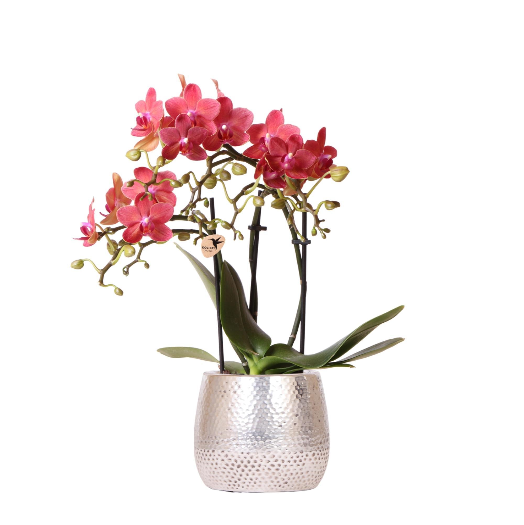 Kolibri-Orchideen | rote Phalaenopsis-Orchidee - Kongo + Elite Topf si