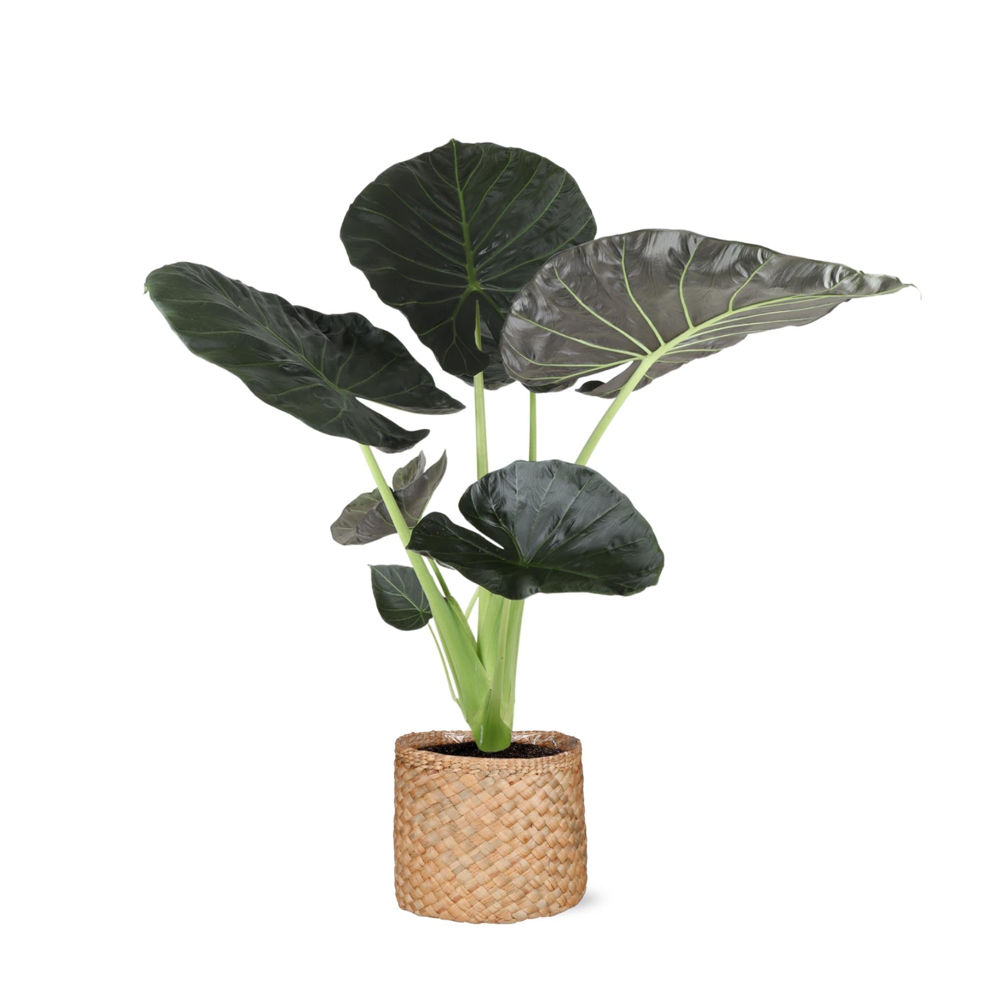 Alocasia Regal Shield Ø21cm - ↕100cm im Albury NATURAL Korb