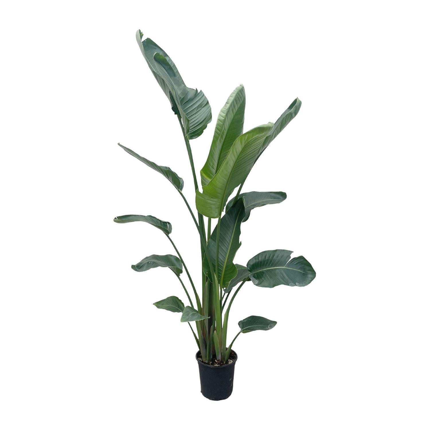 Strelitzia Nicolai XXL - 225 cm - ø27 - Strelitzie