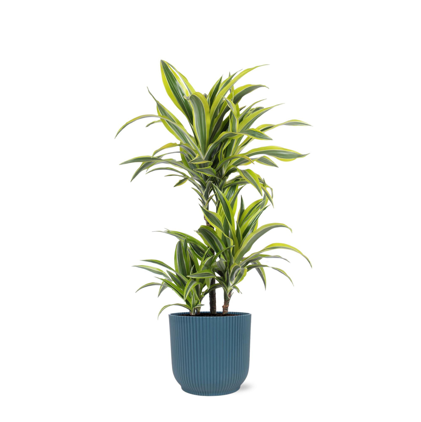 Dracaena Lemon Lime Ø21cm - ↕65cm im Vibes BLUE Topf