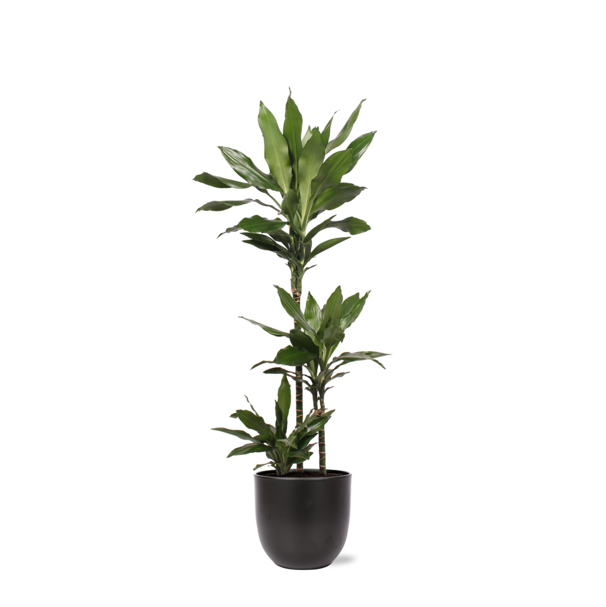 Dracaena Janet Lind Ø24cm ↕120cm im Boule-ANTHRAZIT-Topf