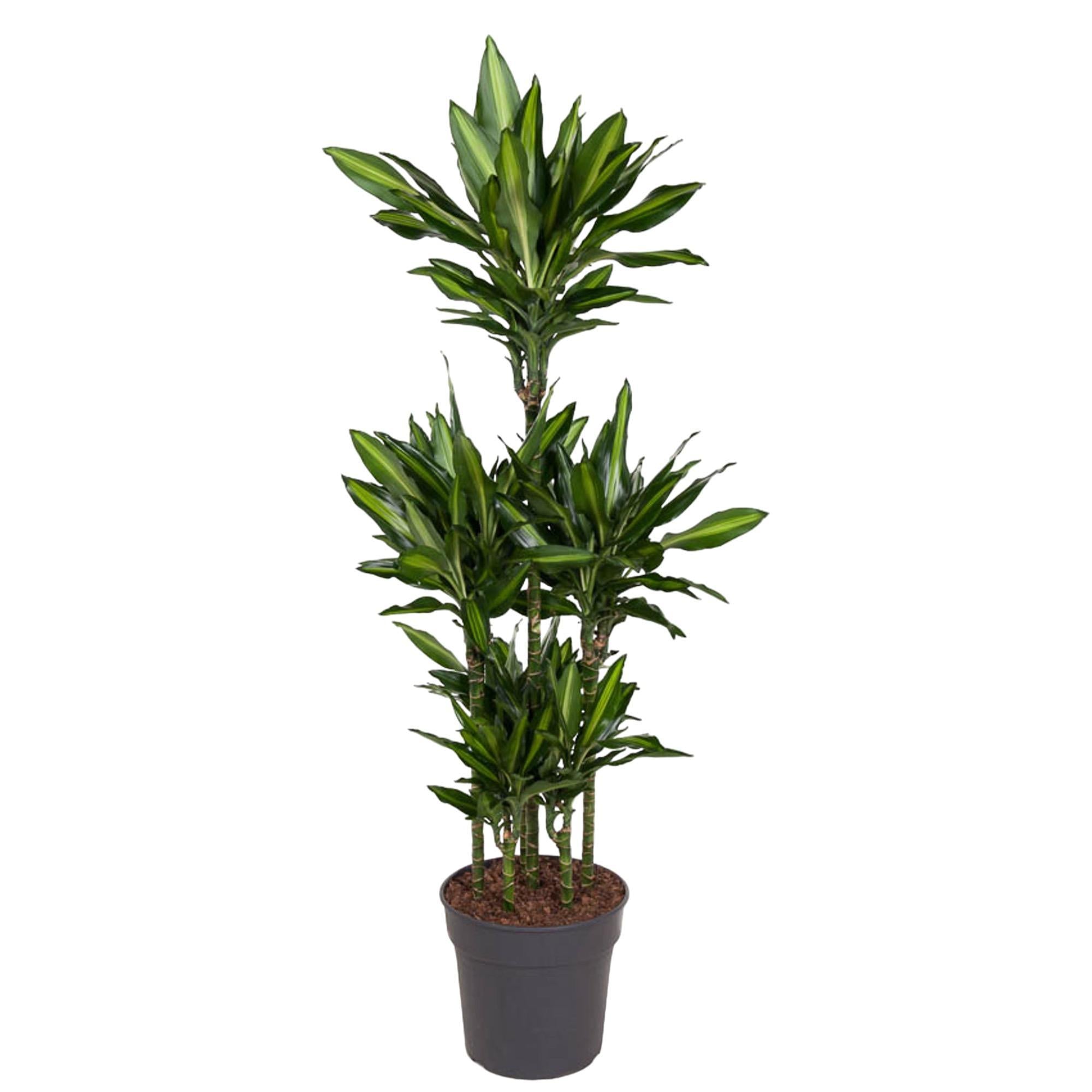 Dracaena Cintho Karussell - 140 cm - ø31