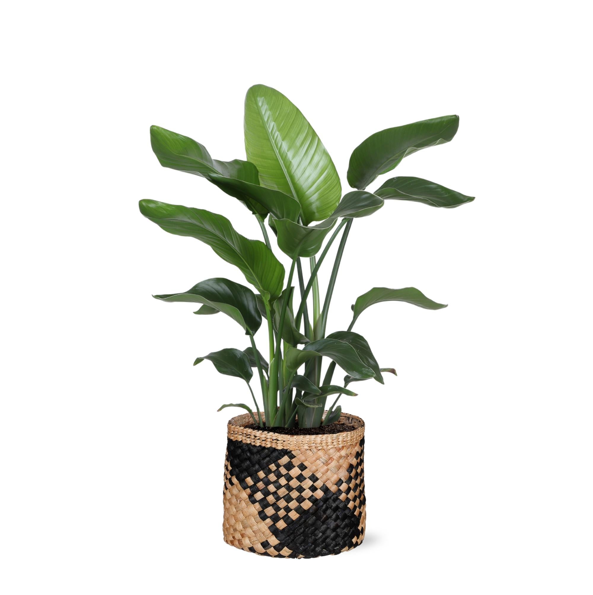 Strelitzia Nicolai – Ø21cm – ↕80cm im Albury BLACK-Druckkorb