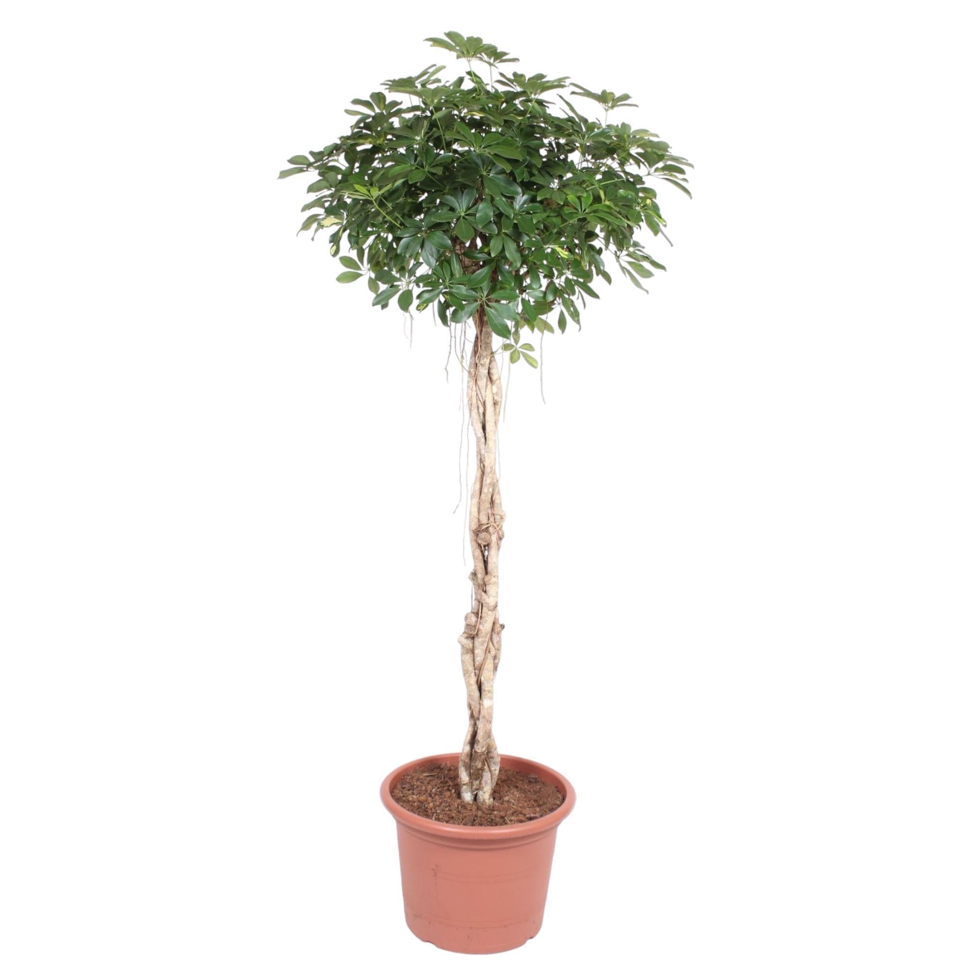 Schefflera Arboricola Compacta geflochtener Stamm – 200 cm – ø50