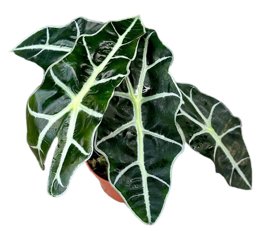 Alocasia Polly – Ø10,5 cm – ↕20 cm