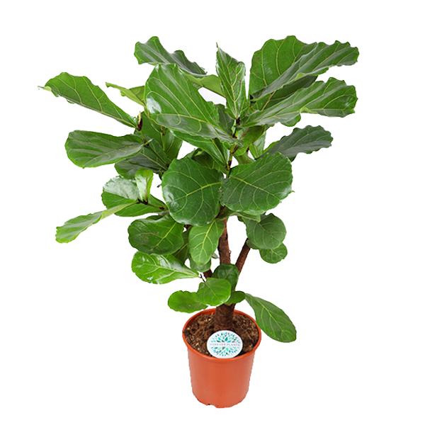 Ficus lyrata (verzweigt) – Ø24cm – ↕110cm