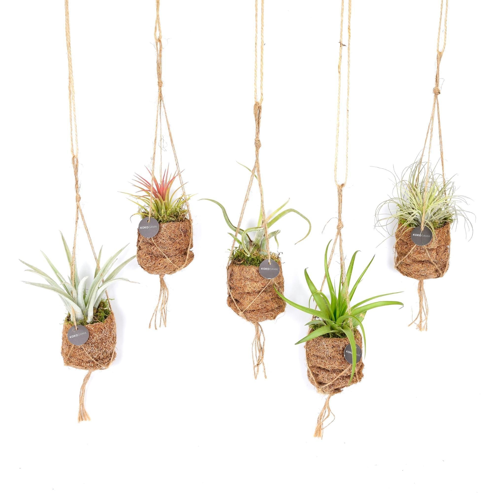 Kokodama Birdnest Tillandsia Mix – 8 Stück – Ø7cm – ↕5cm