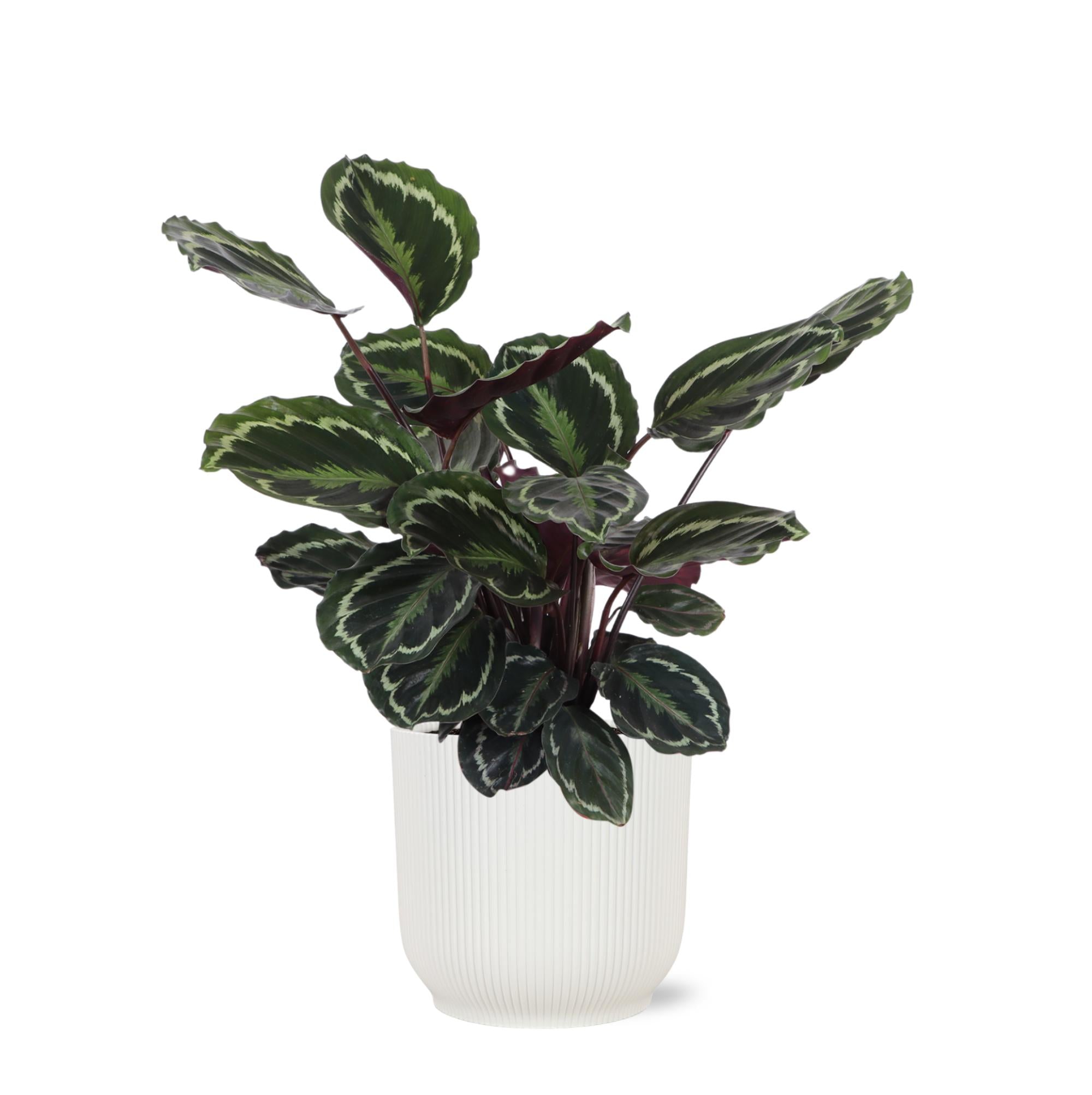 Calathea-Medaillon Ø21cm - ↕70cm im Vibes WHITE-Topf