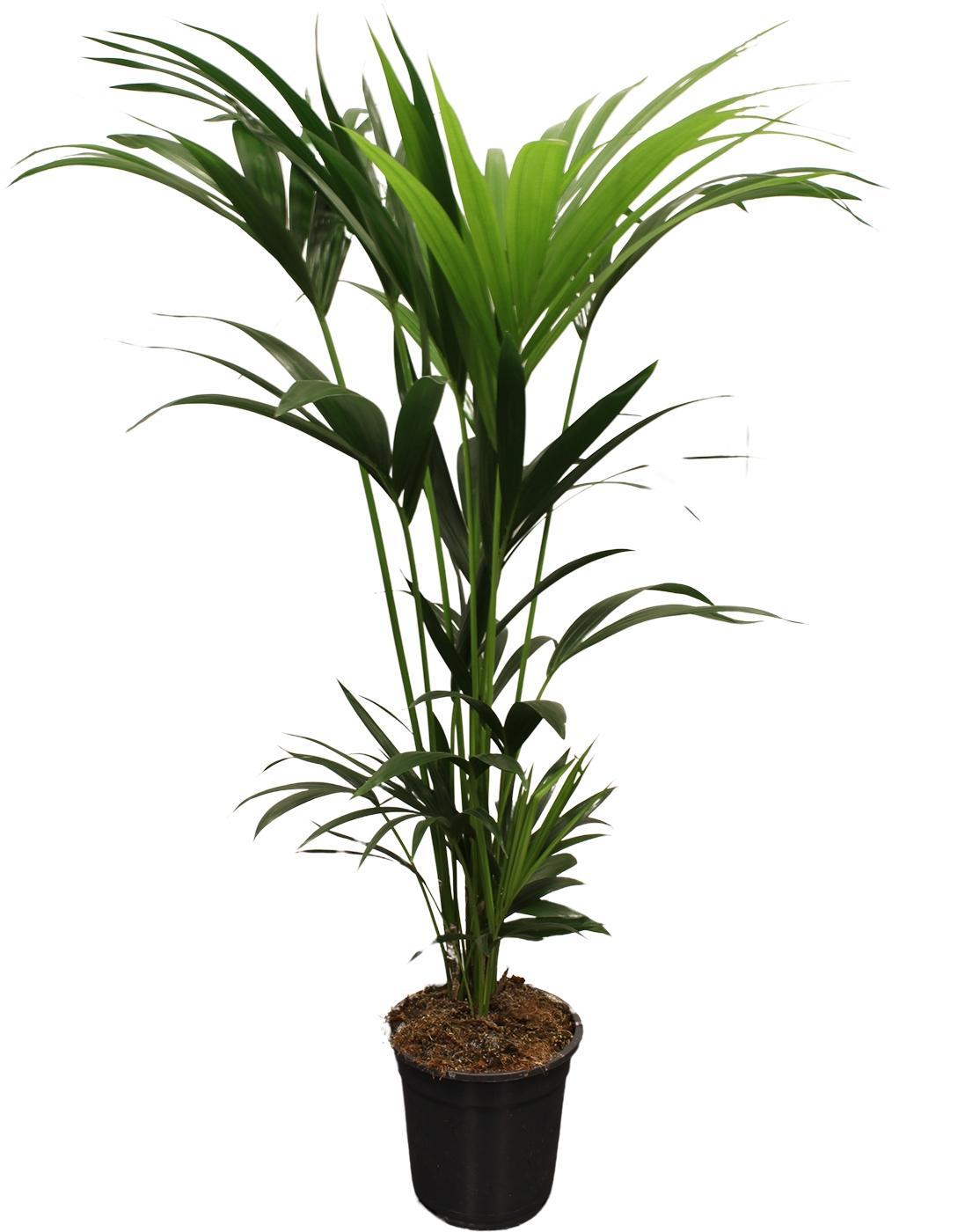 Howea Forsteriana (Kentia) 5 Grube 120–140 cm – Ø21 cm – ↕120 cm