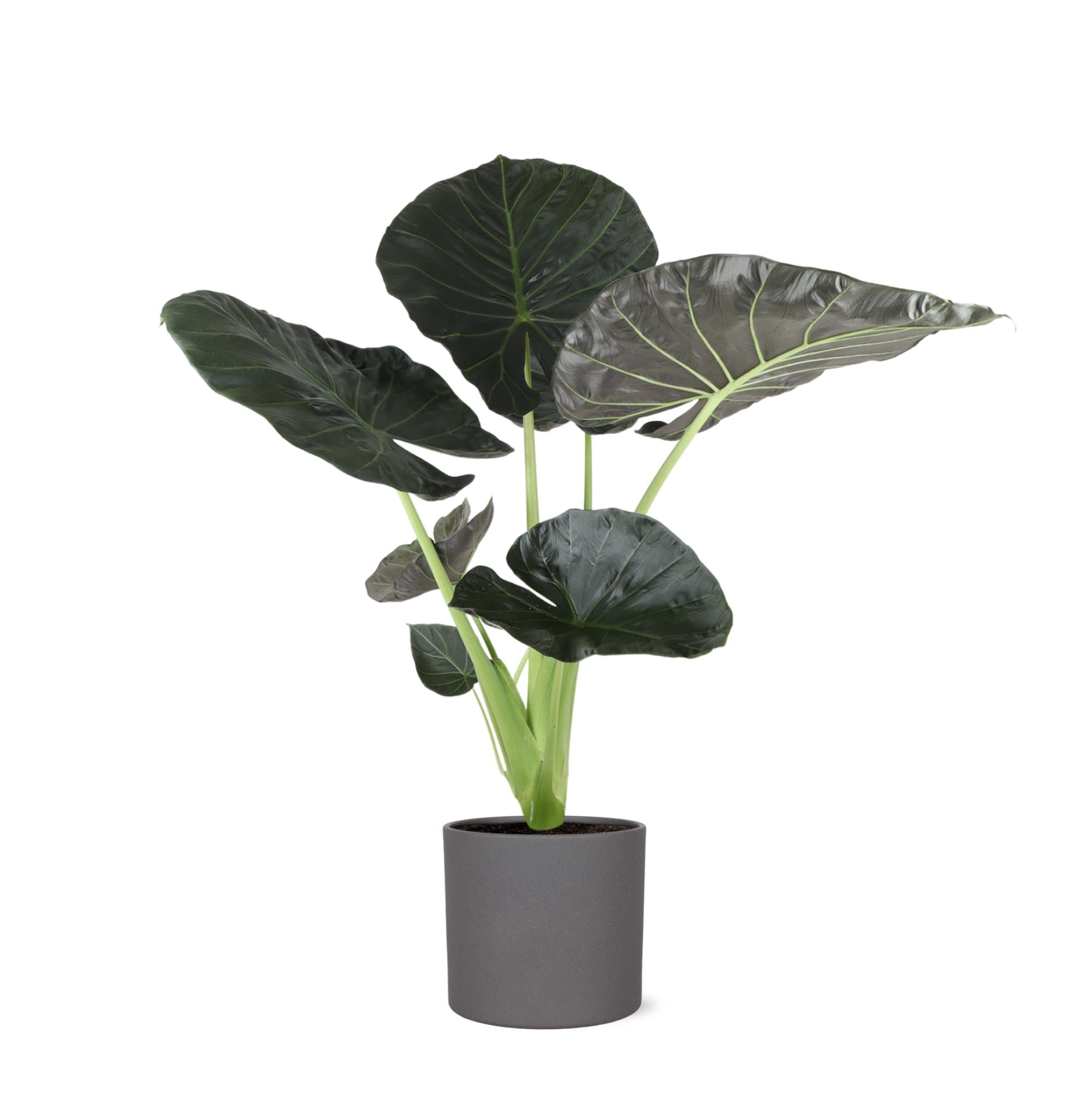 Alocasia Regal Shield Ø24cm - ↕110cm im Era ANTHRACITE Topf