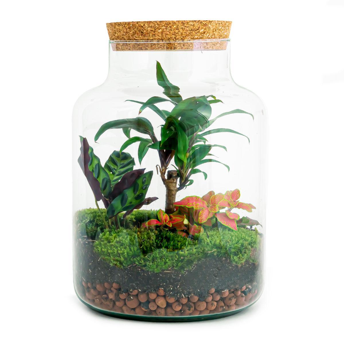 DIY-Terrarium - Milchpalme - ↕ 30 cm