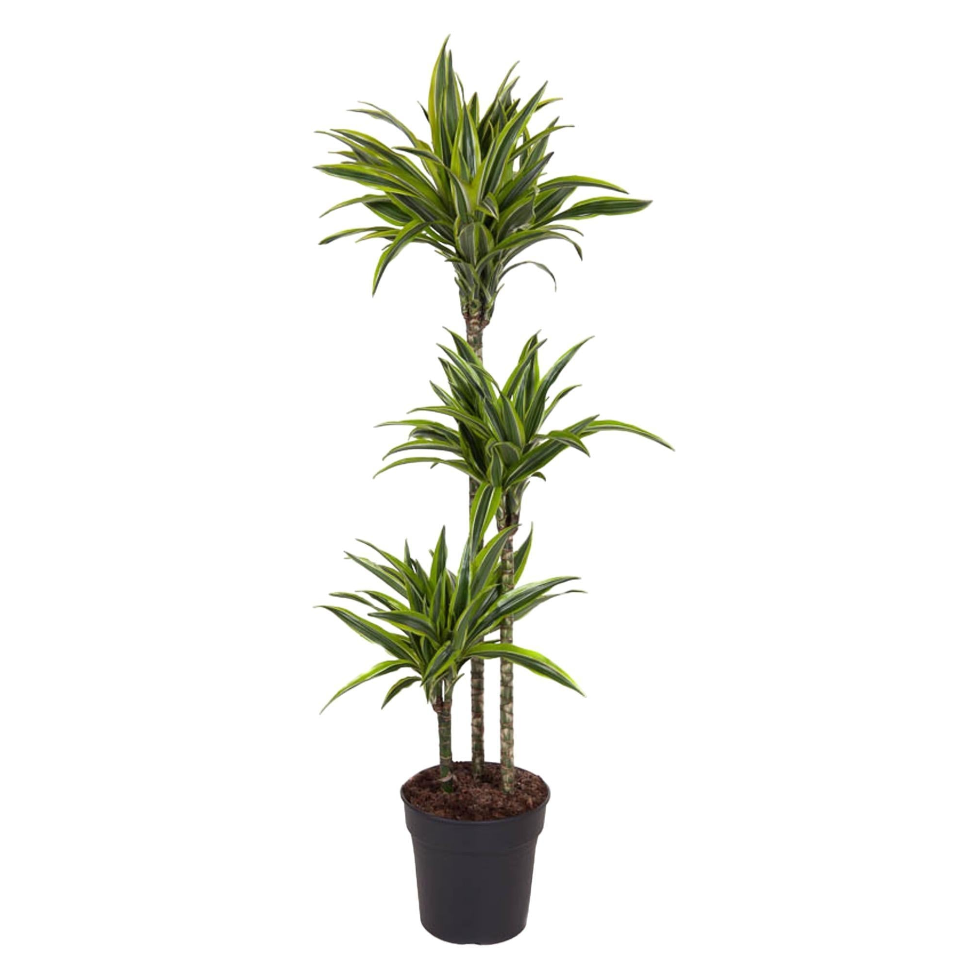 Dracaena Zitronenlimette - 140 cm - ø24