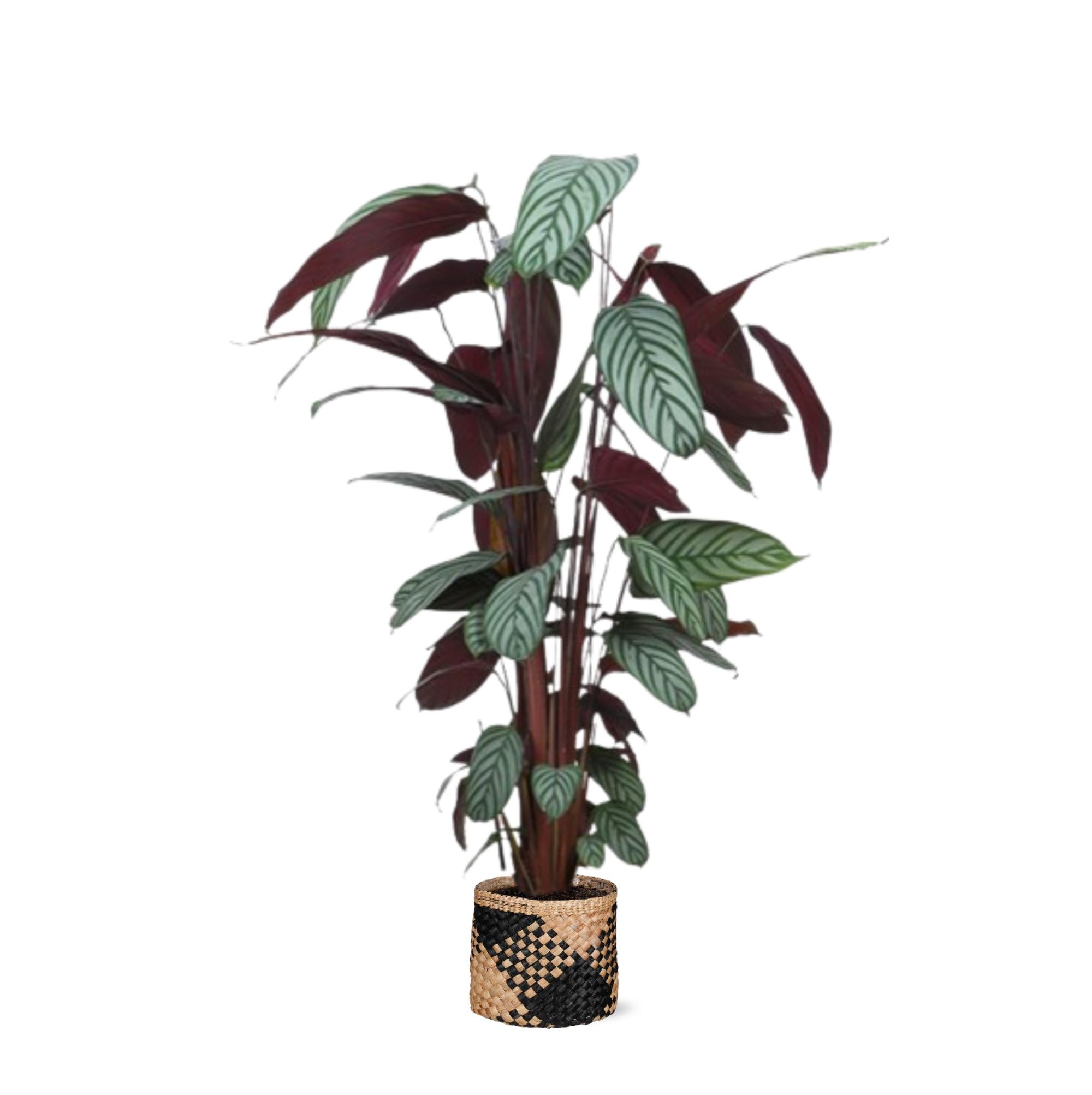 Ctenanthe Oppenheimiana Ø27cm ↕130cm im Albury BLACK-Druckkorb