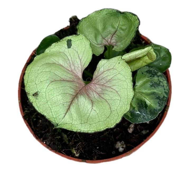 Syngonium Bob Anspielung – Ø10,5 cm – ↕15 cm