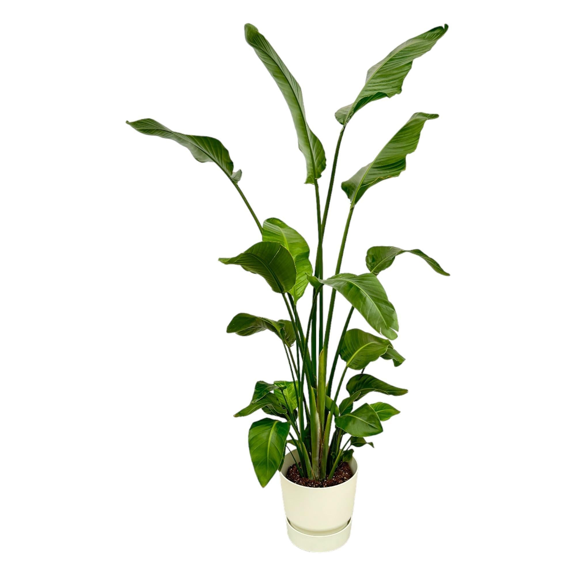 Strelitzia Nicolai einschließlich elho Greenville Rund weiß - 180 cm - Ø30