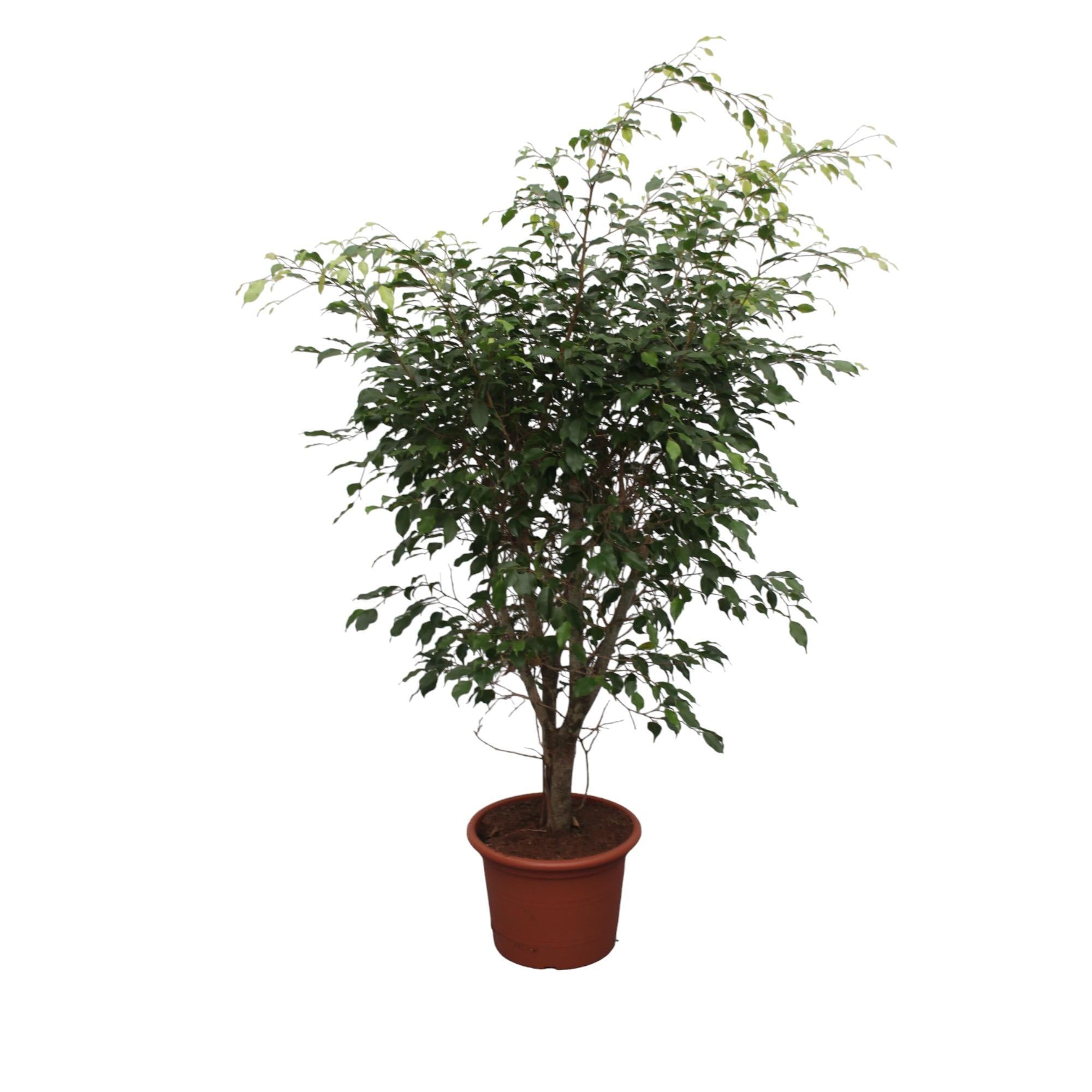 Ficus Benjamina Exotica verzweigt – 150 cm – ø40