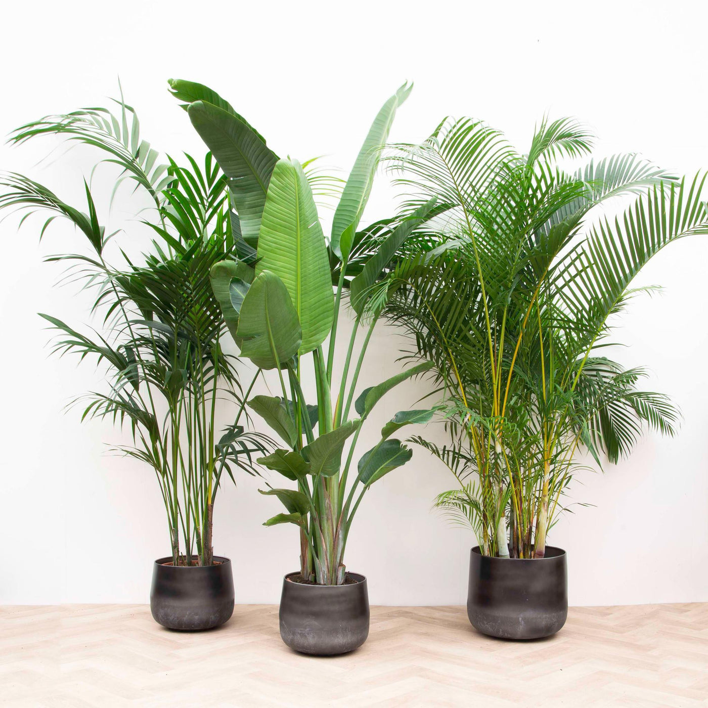 Kombiangebot XXL - Kentia 200 cm, Strelitzia Nicolai 225 cm, Areca 200 cm