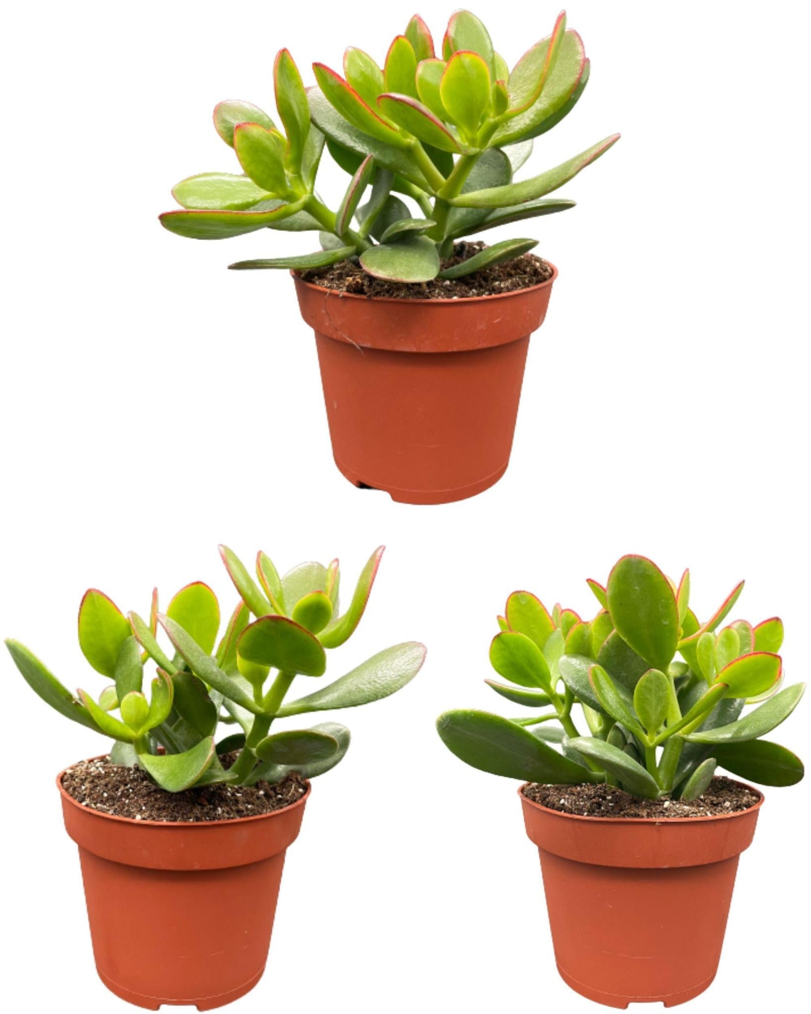 Sukkulenten – Crassula Ovata – ↕15–20 cm (3 Stück) – Normal – Ø12 cm