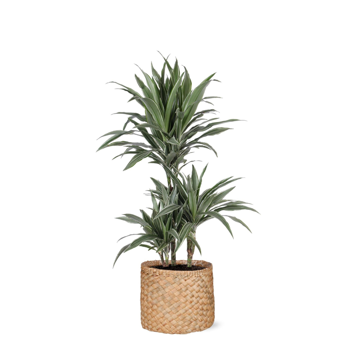 Dracaena Warneckii Ø21cm - ↕65cm im Albury NATURAL-Korb