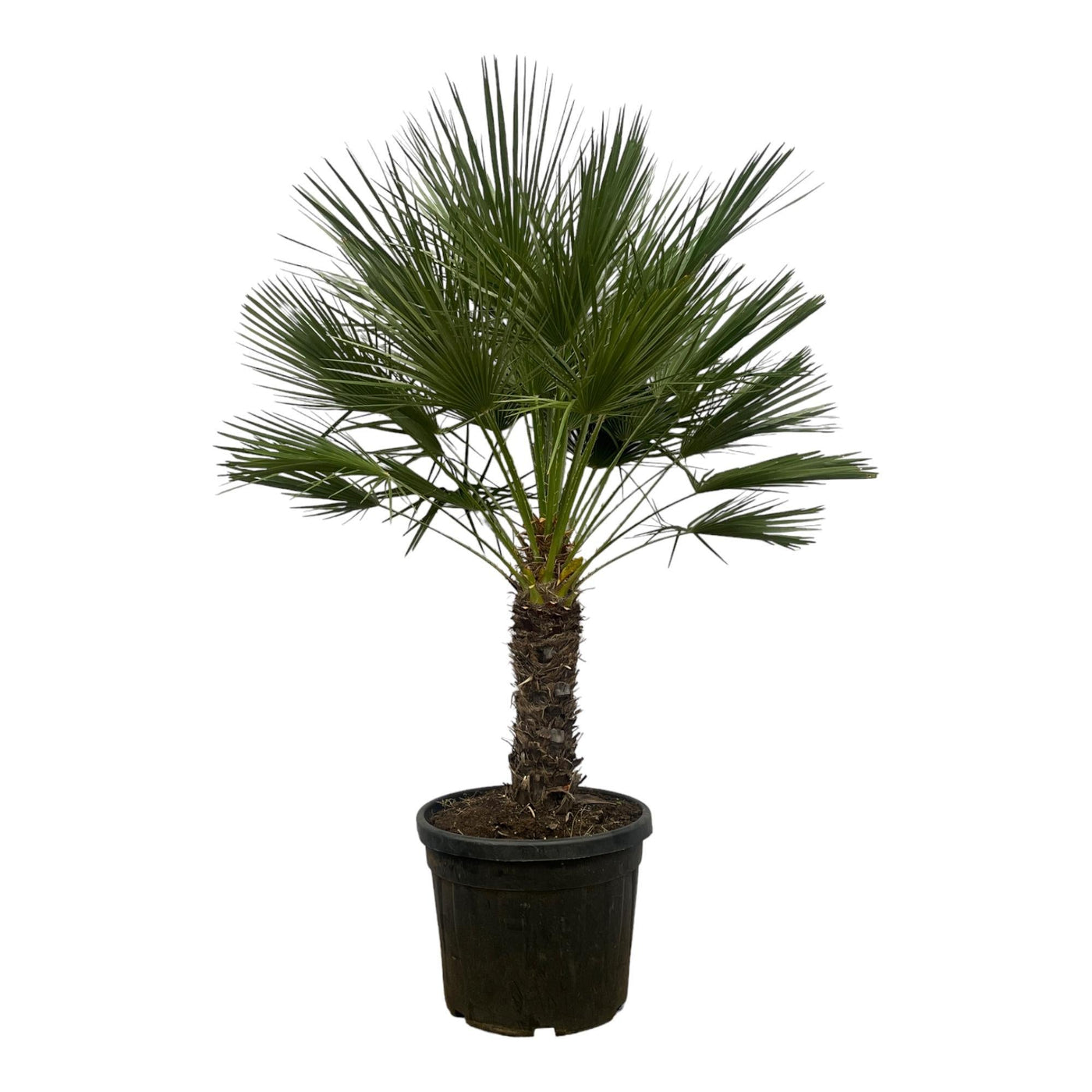 Chamaerops Humilis am Stiel – 150 cm – Ø45 cm - Europäische Zwergpalme