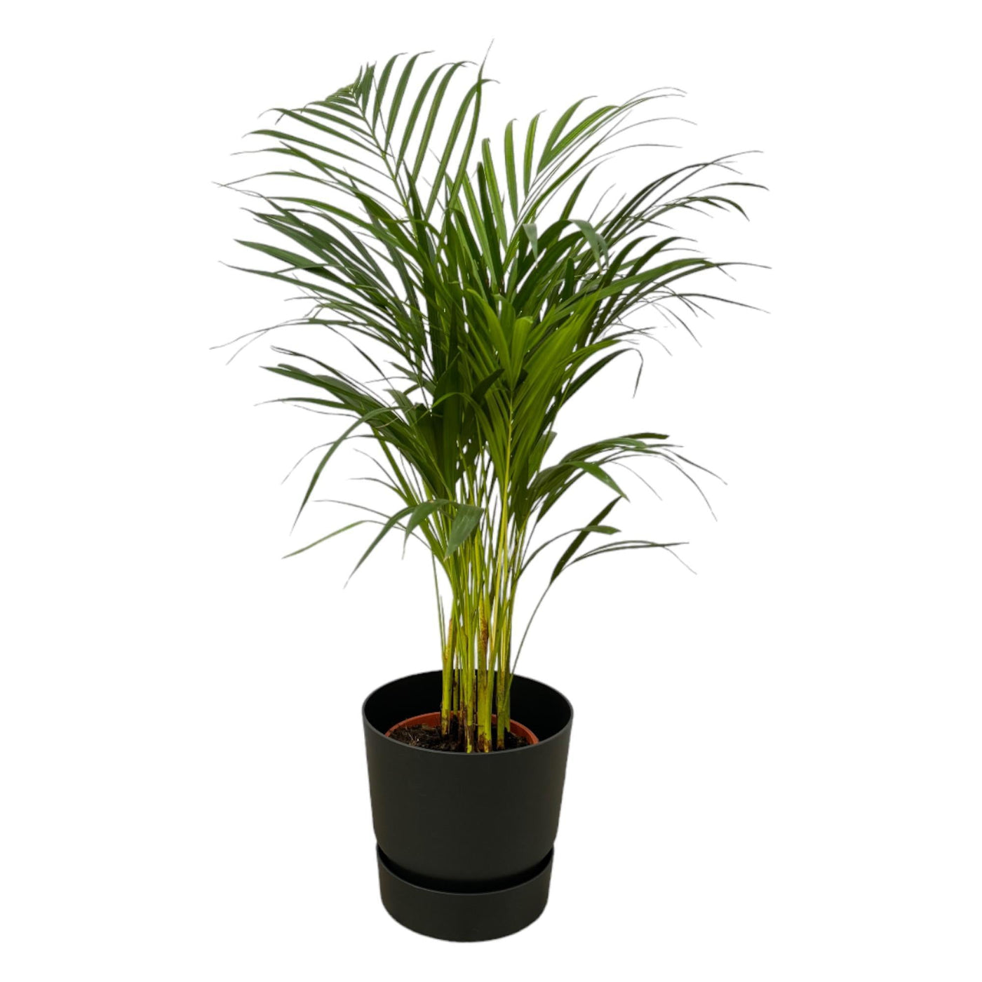 Areca-Palme - ↨85cm - Ø19cm inkl. elho Greenville schwarz - Goldfruchtpalme