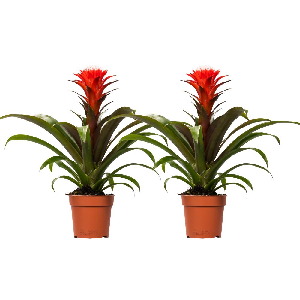 Guzmania Hope - 2 Stück - Ø12cm - ↕40cm