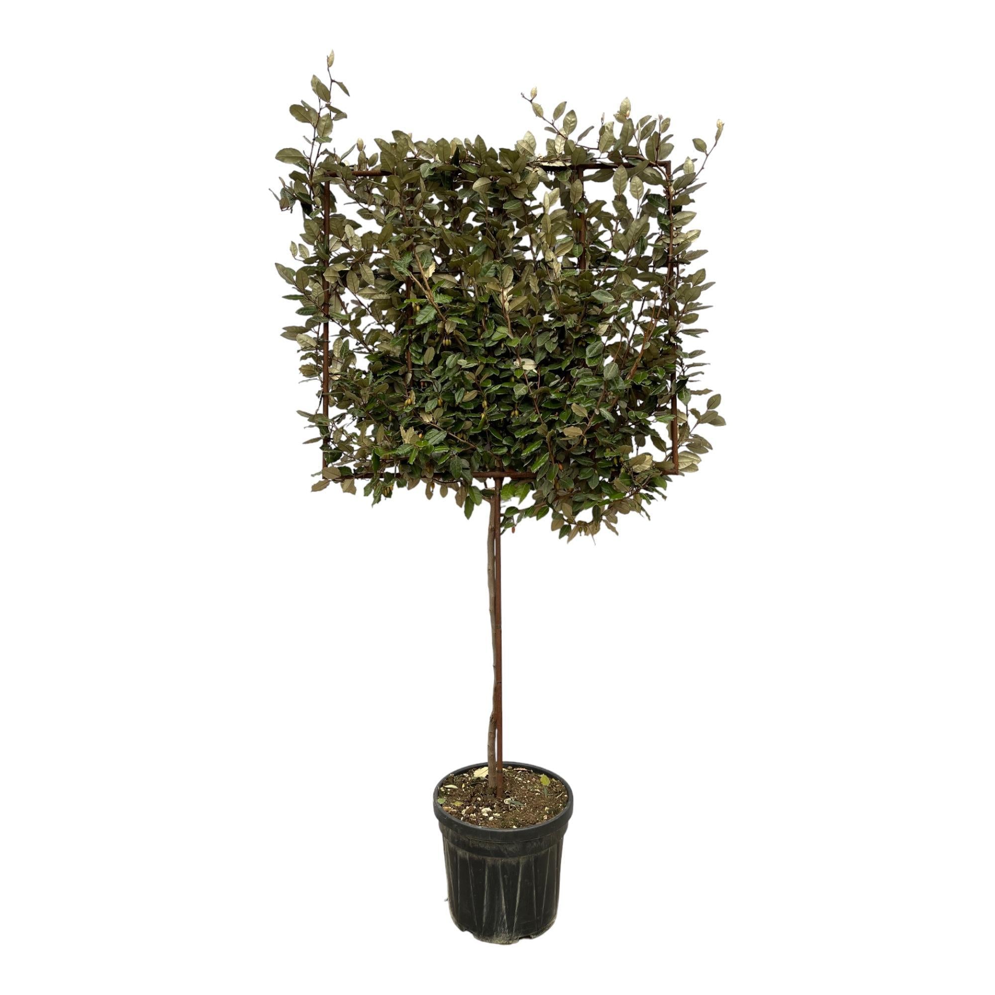 Eleagnus Ebbingei-Baum auf Gestell – 225 cm – Ø40 cm