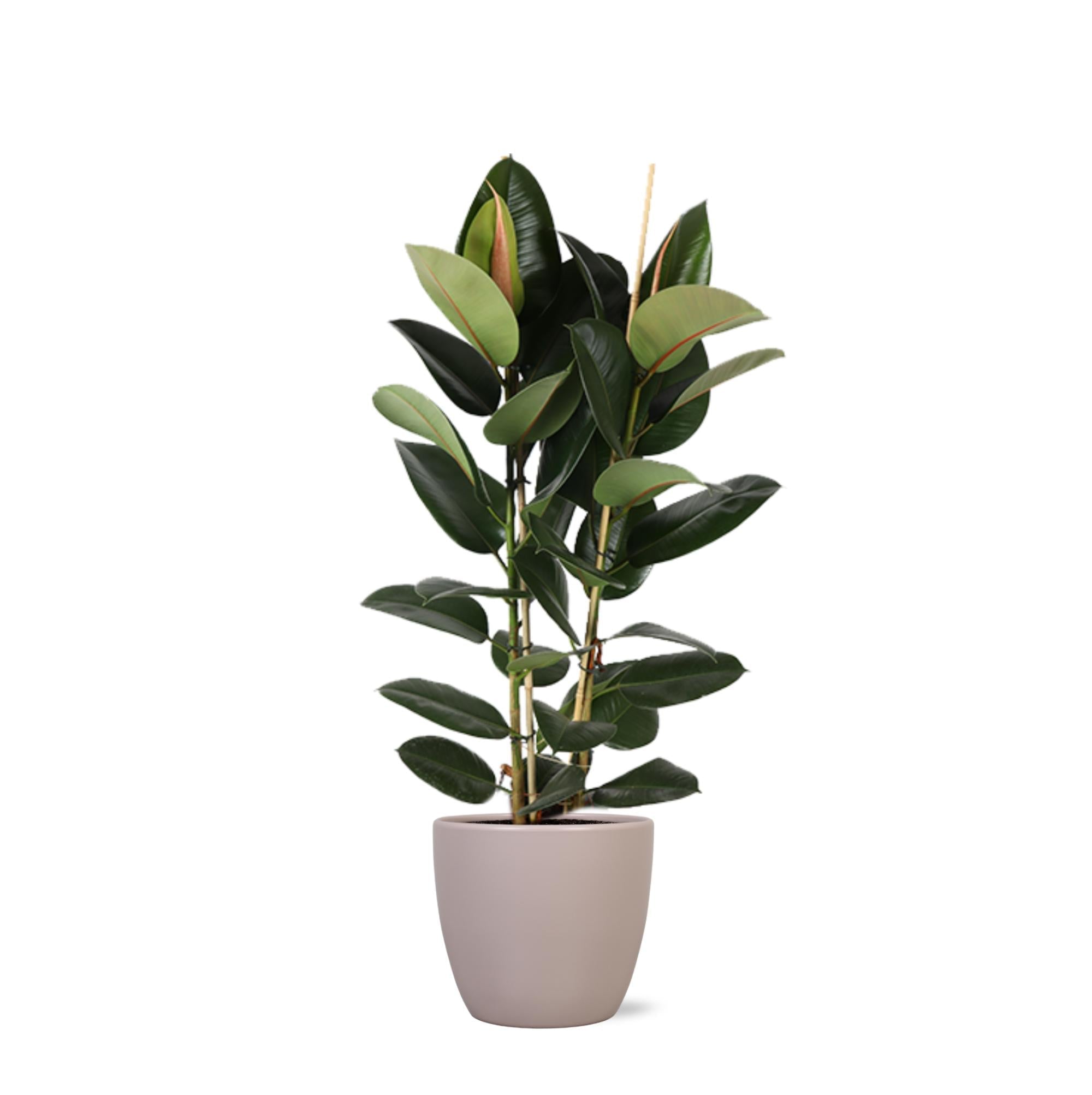 Ficus Elastica Robusta Ø24cm - ↕110cm im Boule TAUPE Topf