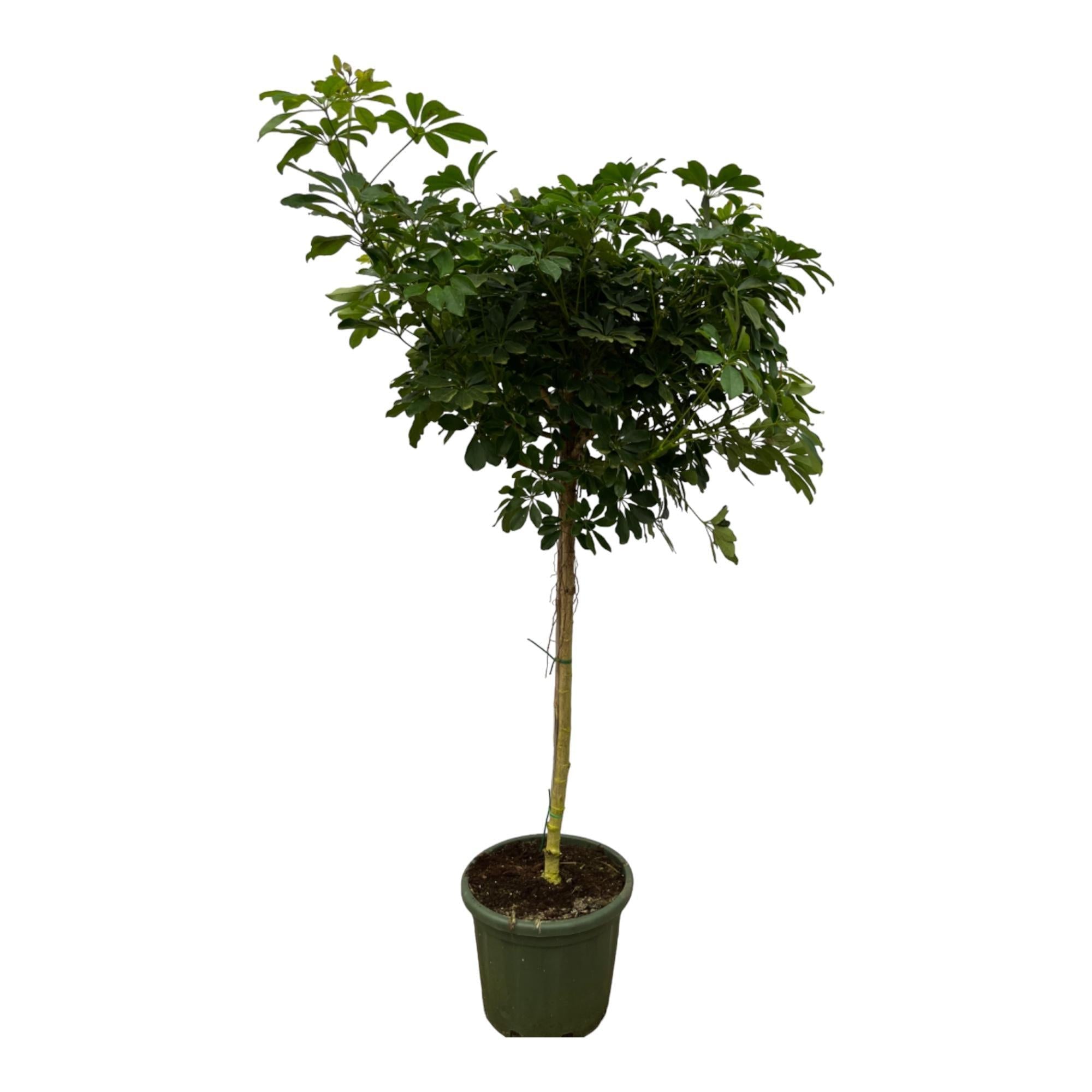 Schefflera Nora Stamm – 220 cm – Ø45 cm