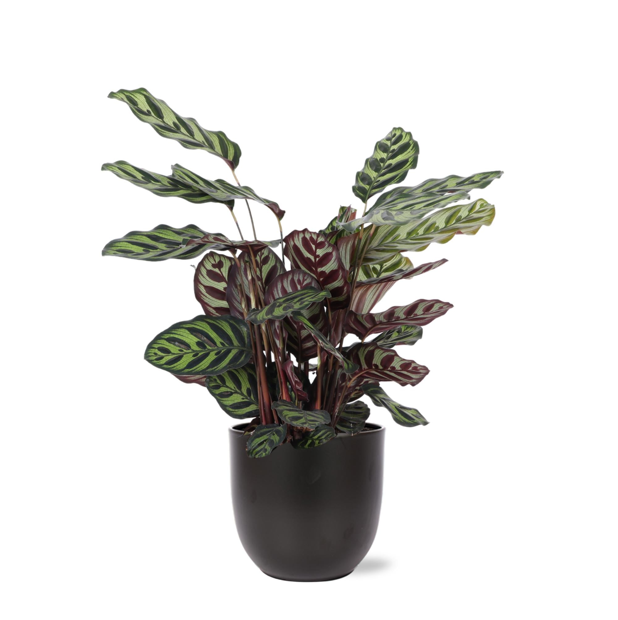 Calathea Makoyana Ø21cm - ↕70cm in Boule-Anthrazit