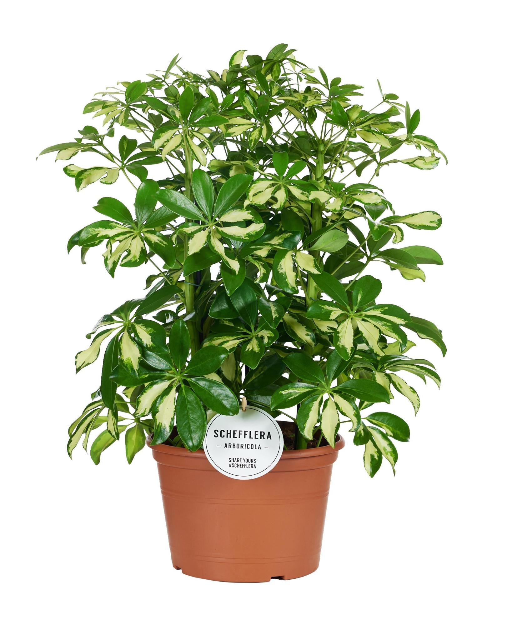 Schefflera Gerda - Ø21cm - ↕55cm