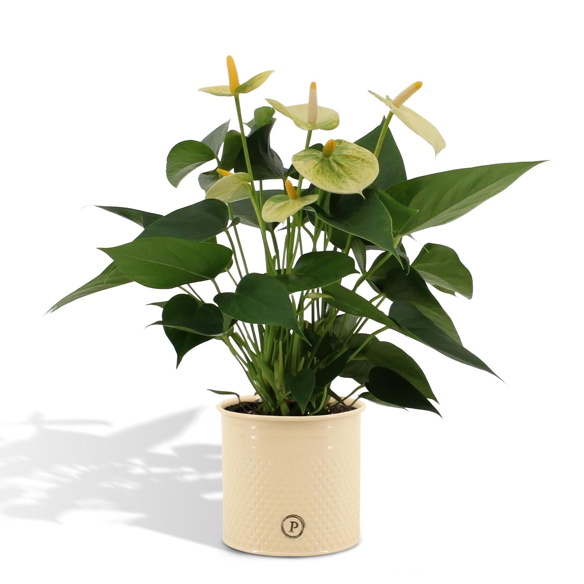 Anthurium andreanum Vanilla inkl. PURE-Zink - 45cm - Ø12