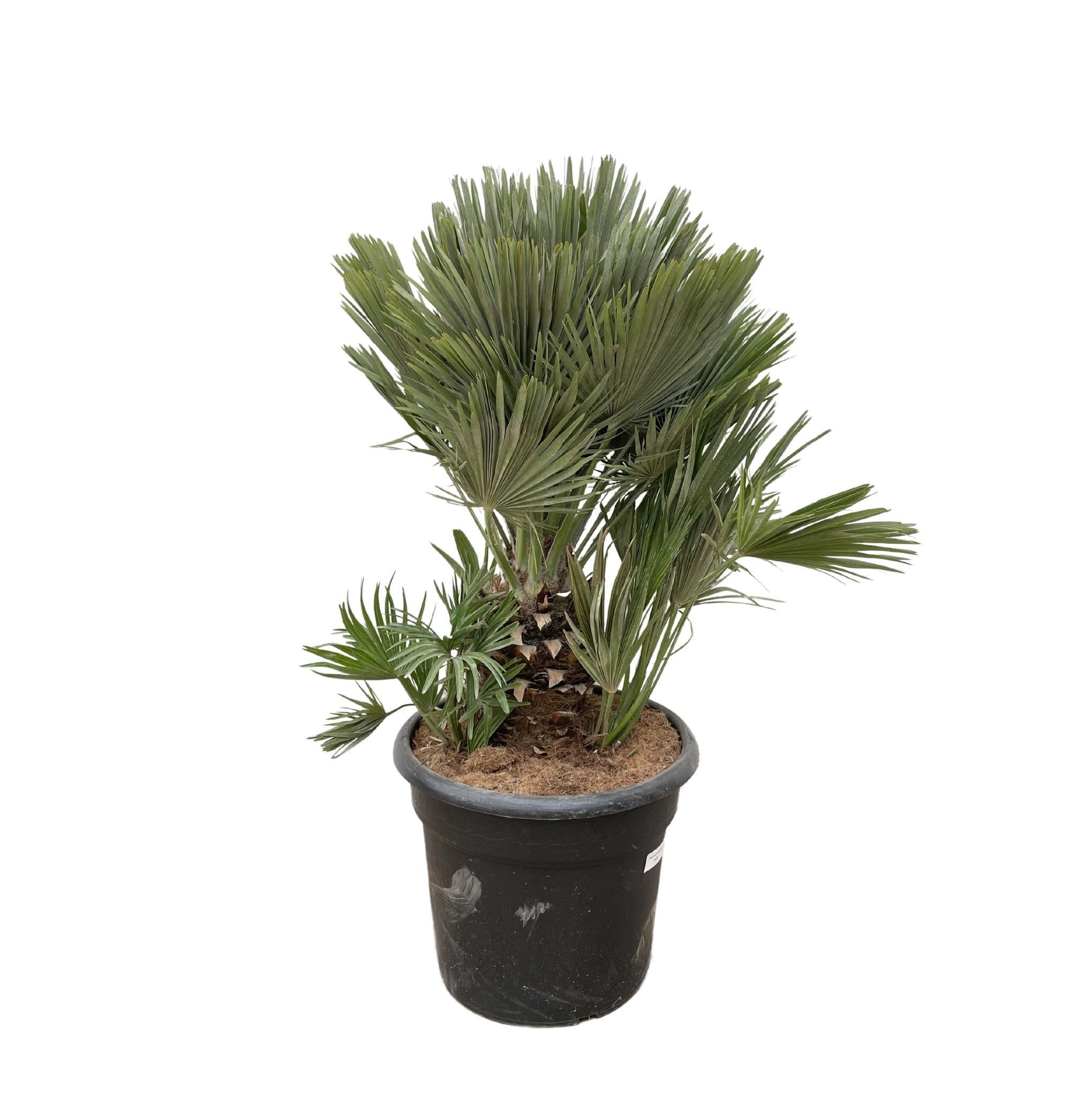 Chamaerops Humilis kompakt – 100 cm – ø45