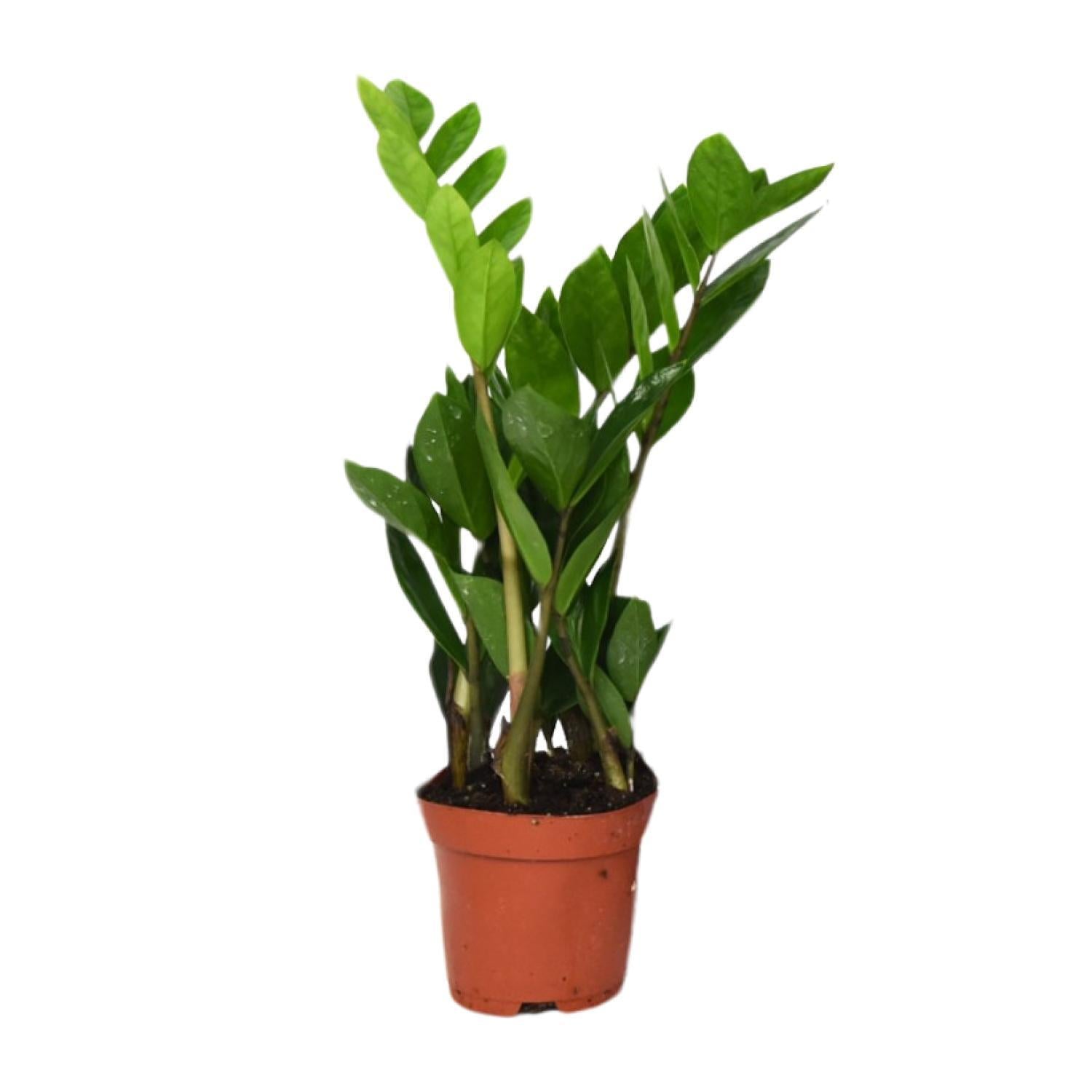 Zamioculcas Zamiifolia - Ø12cm - ↕40cm