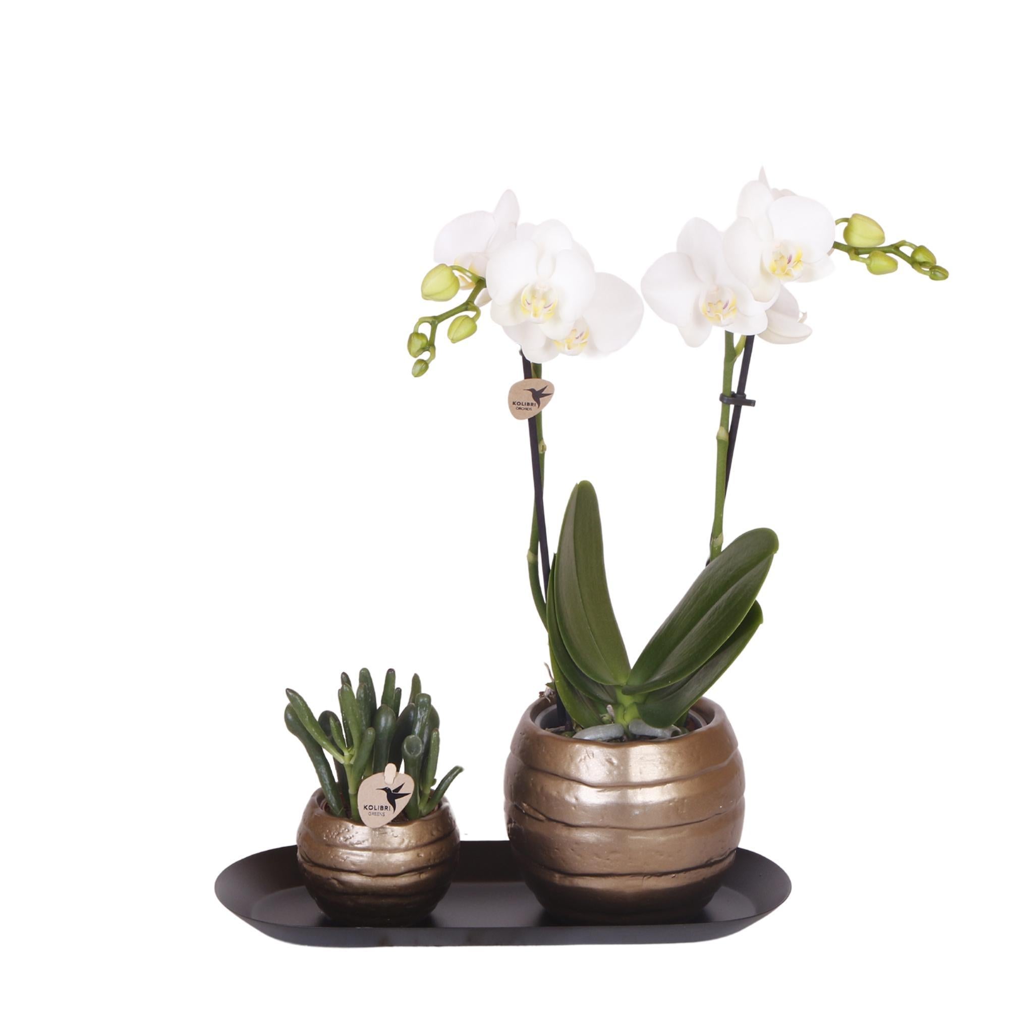 Kolibri-Orchideen | Pflanzenset Home Hub grau klein | Grünpflanzen mit