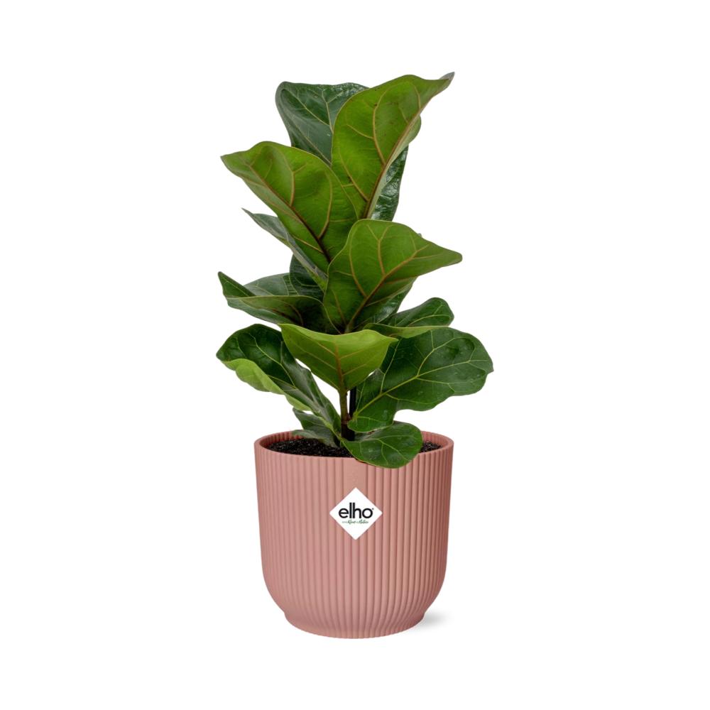 Ficus Lyrata 'Bambino' in ELHO Vibes Fold 14cm rosa