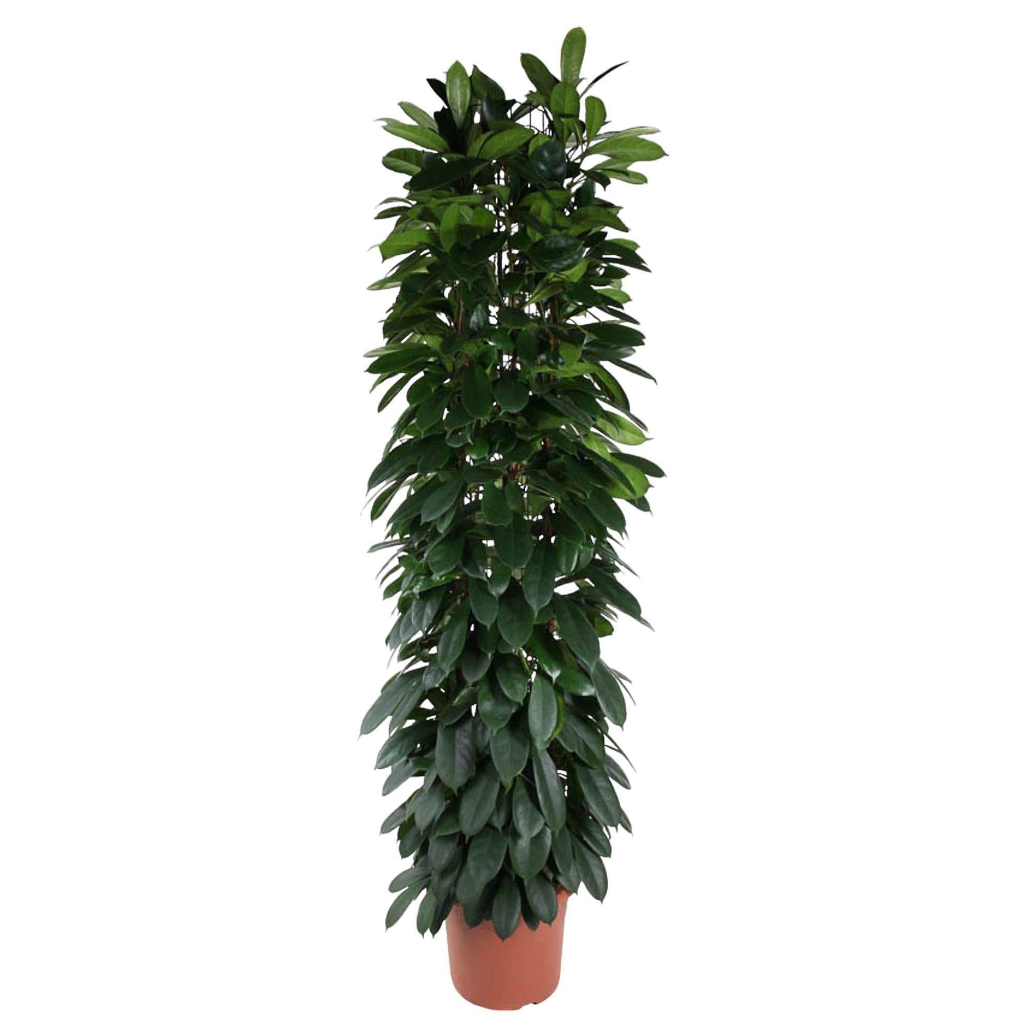 Ficus Cyatistipula-Säule – 220 cm – ø40