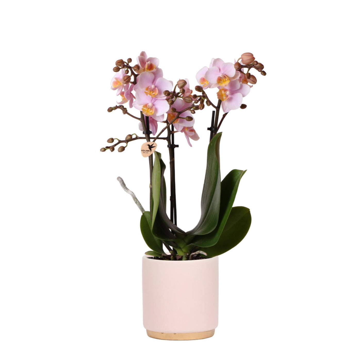 Kolibri-Orchideen | Rosa Phalaenopsis Orchidee - Andorra + Goldfuß Zie