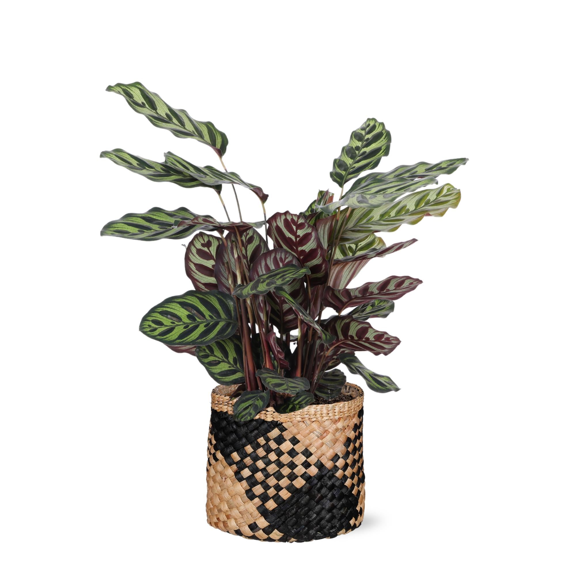 Calathea Makoyana Ø21cm - ↕70cm im Albury BLACK-Druckkorb