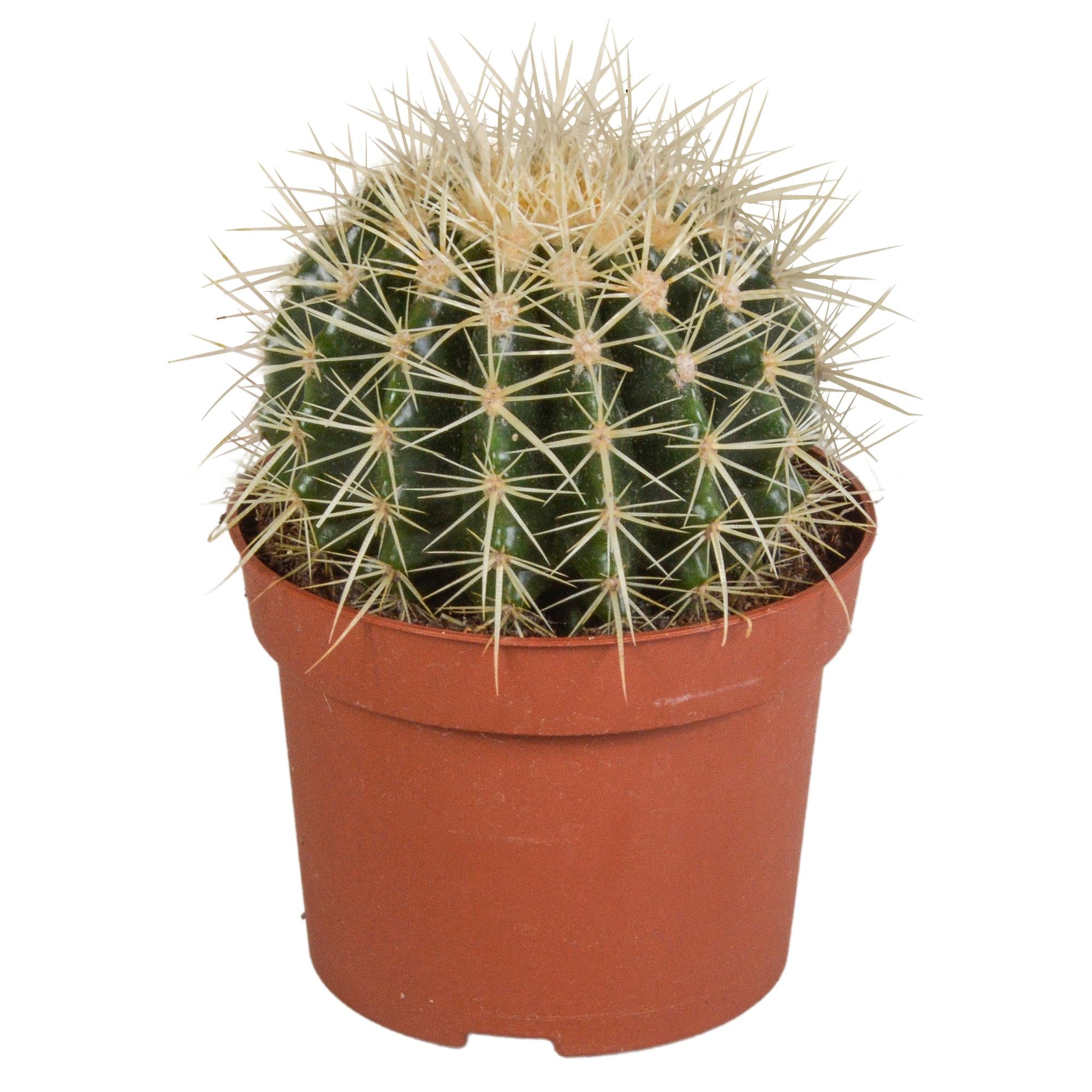 Echinocactus grusonii 12cm - Kaktus