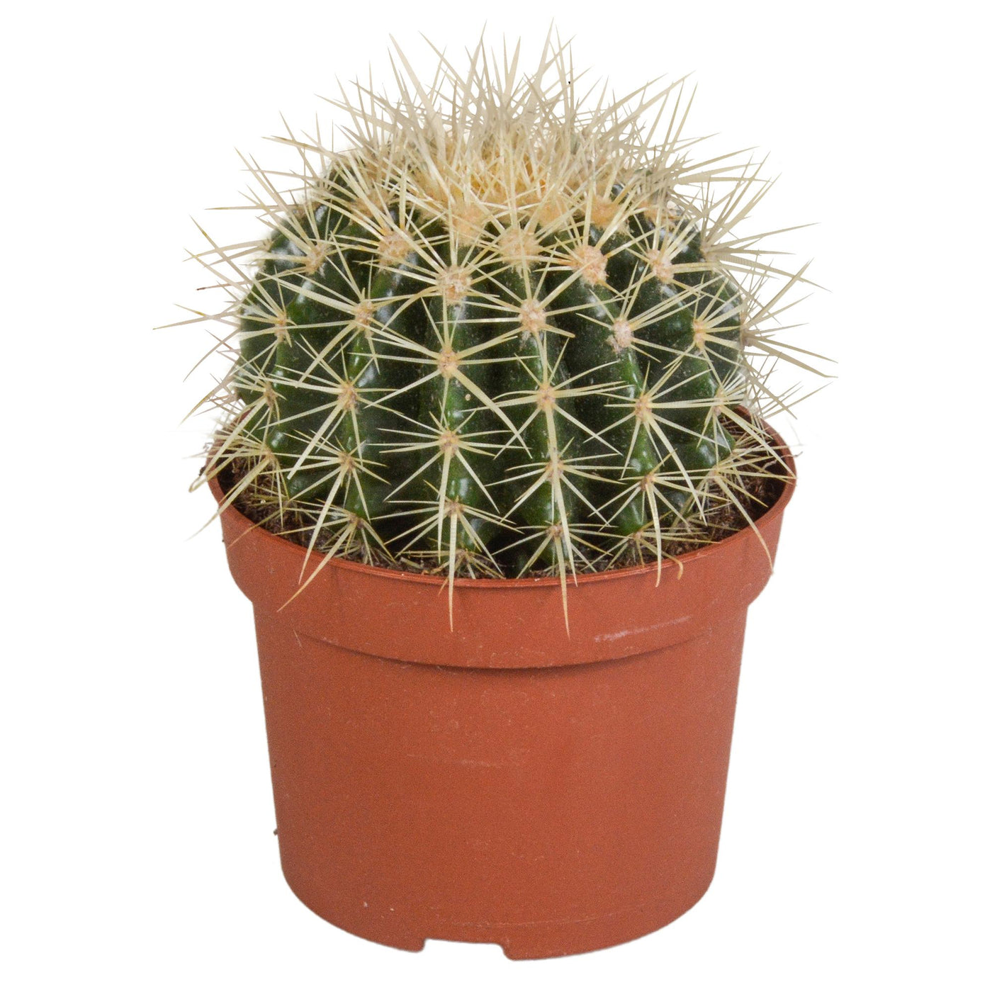 Echinocactus grusonii 12cm - Kaktus