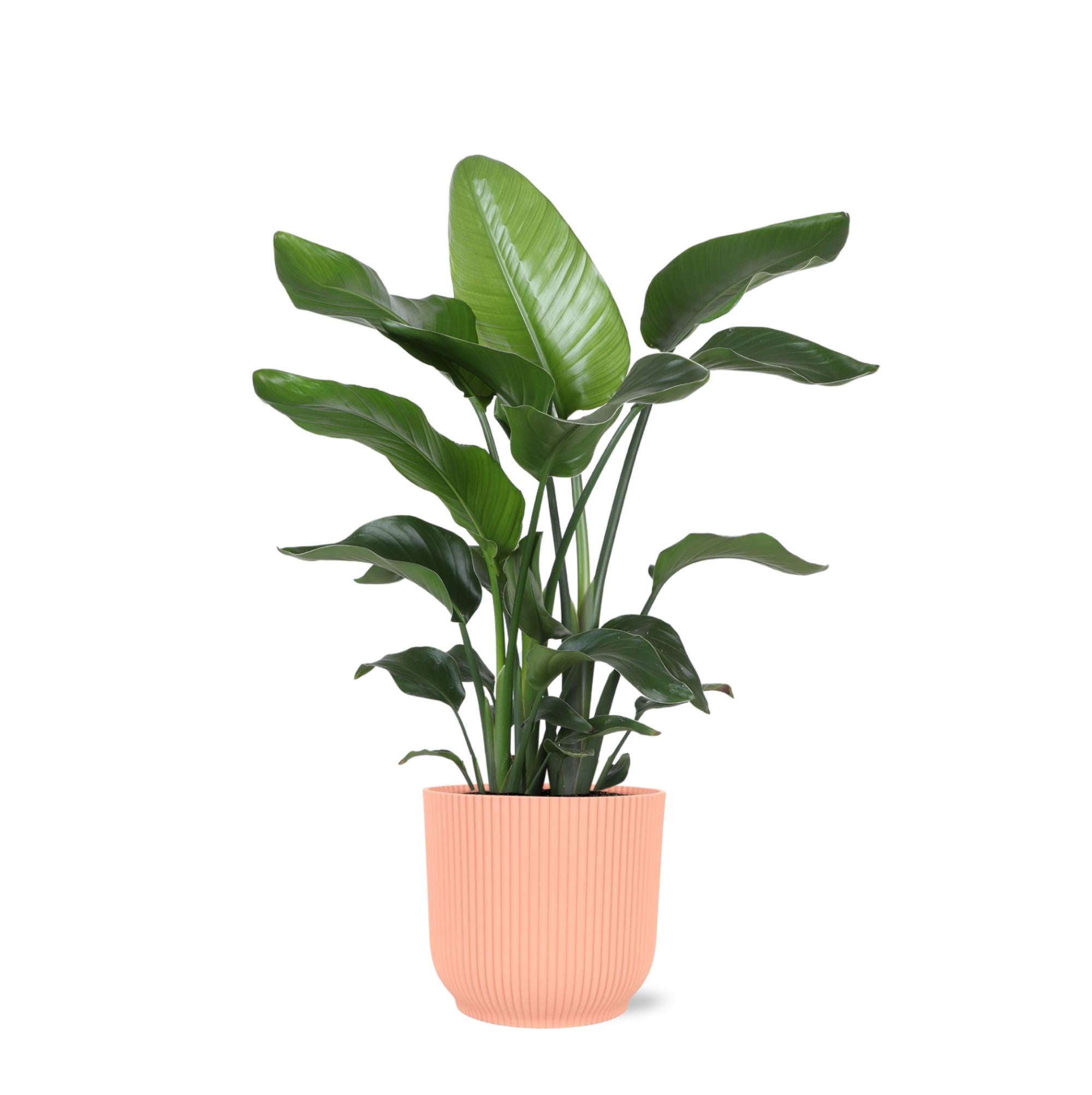 Strelitzia Nicolai – Ø21cm – ↕80cm im Vibes PINK Topf