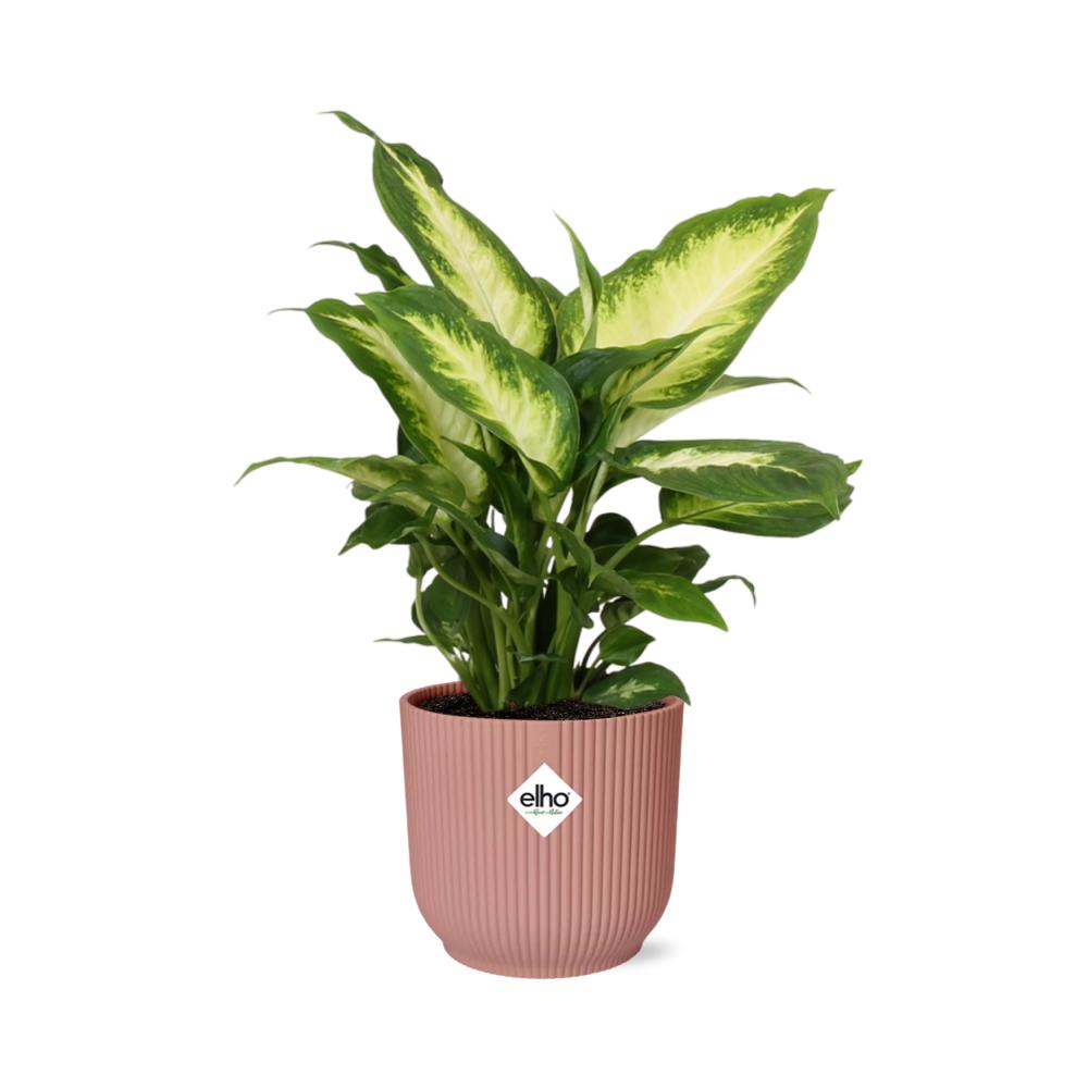 Dieffenbachia 'Camilla' in ELHO Vibes Fold 14cm rosa