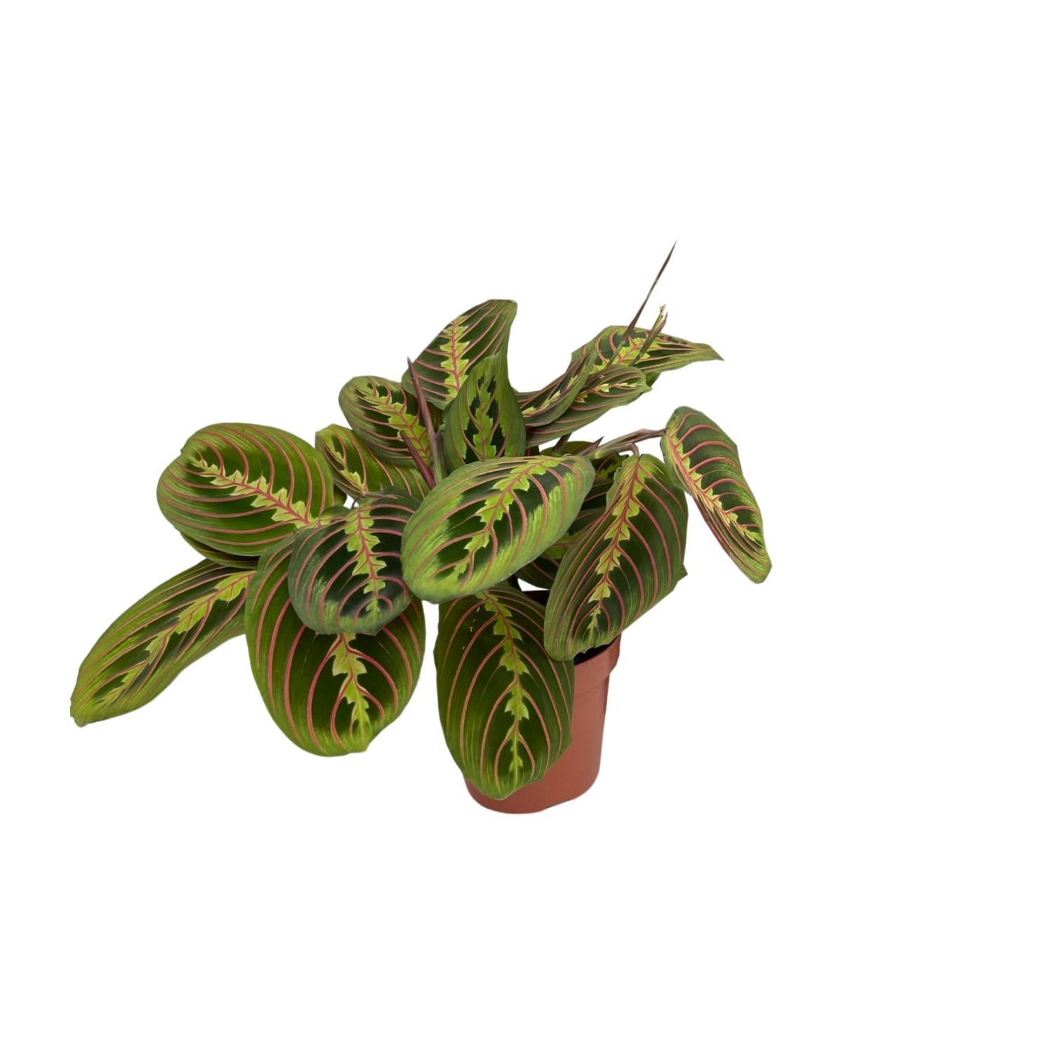 Maranta-Fascinator (Pfeilwurzel) – Ø12 cm – ↕20 cm