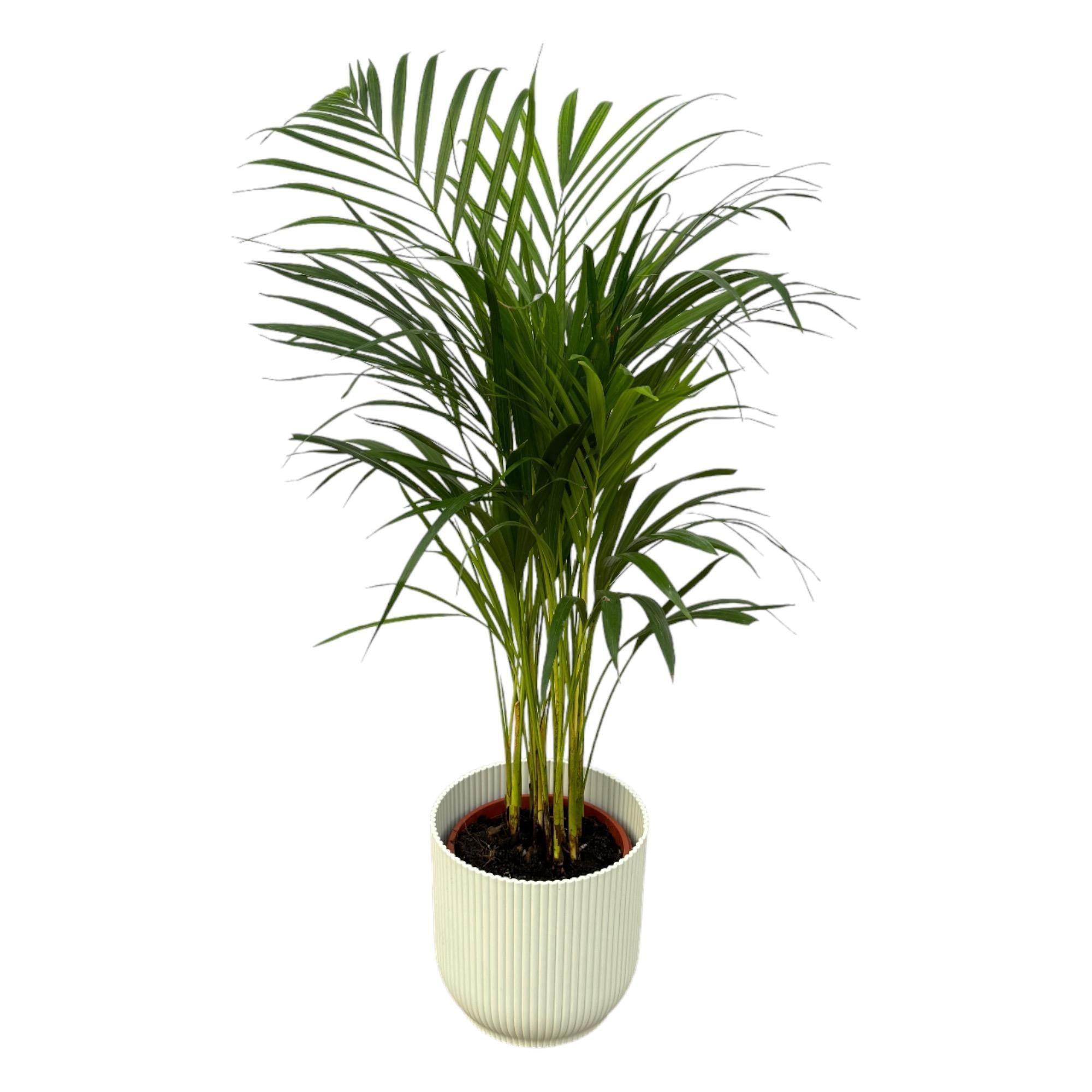 Areca-Palme - ↨85cm - Ø19cm inkl. elho Vibes Fold  weiß D22 - Goldfruchtpalme